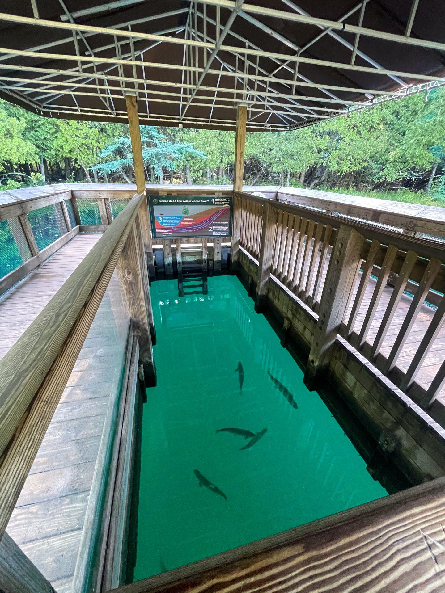 The center the raft at Kitch-iti-kipi, which is open. You can see fish swimming around in the aqua-colored water