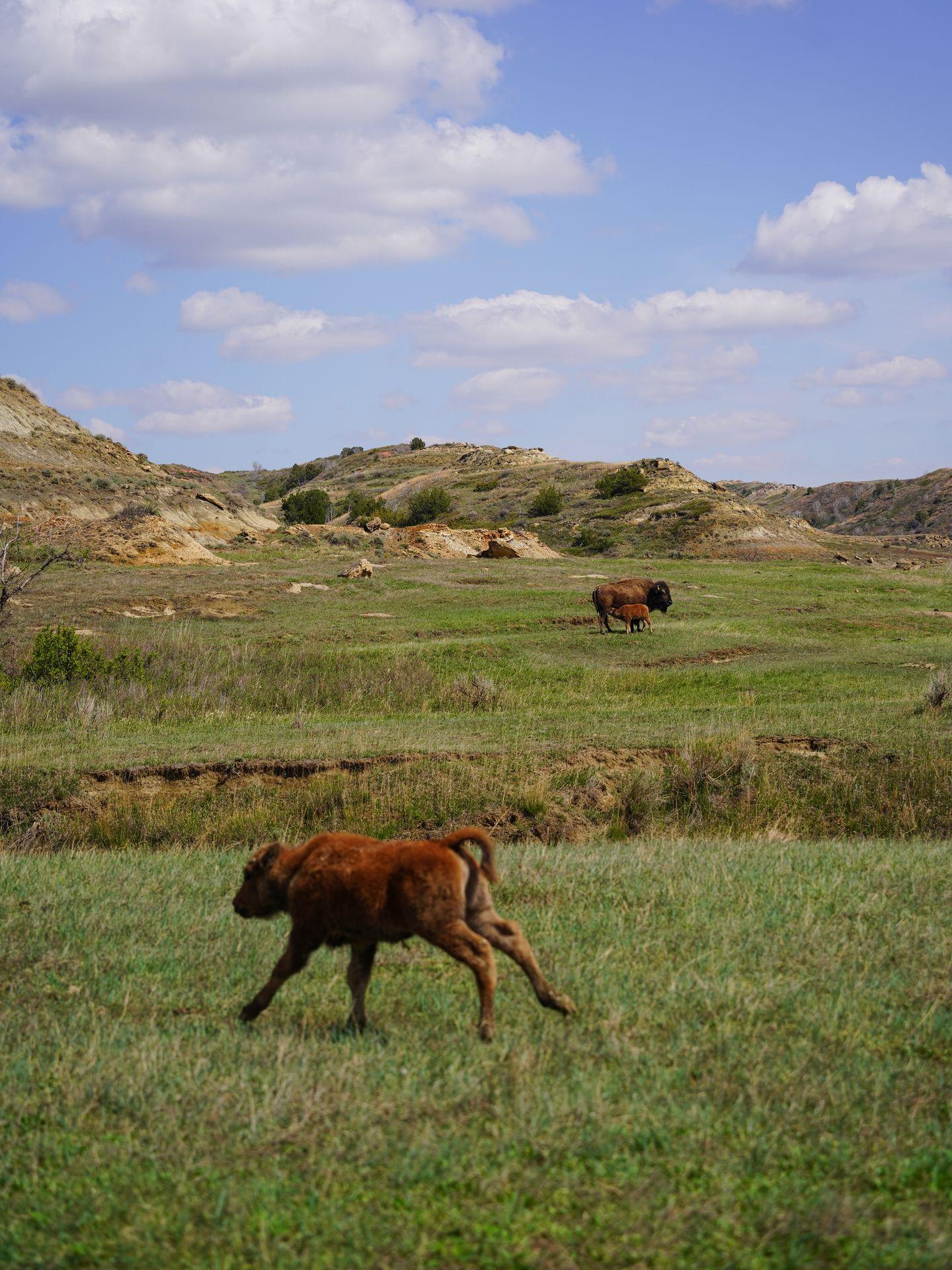 A baby bison running, with more bison further in the distance, at Theodore Roosevelt National Park