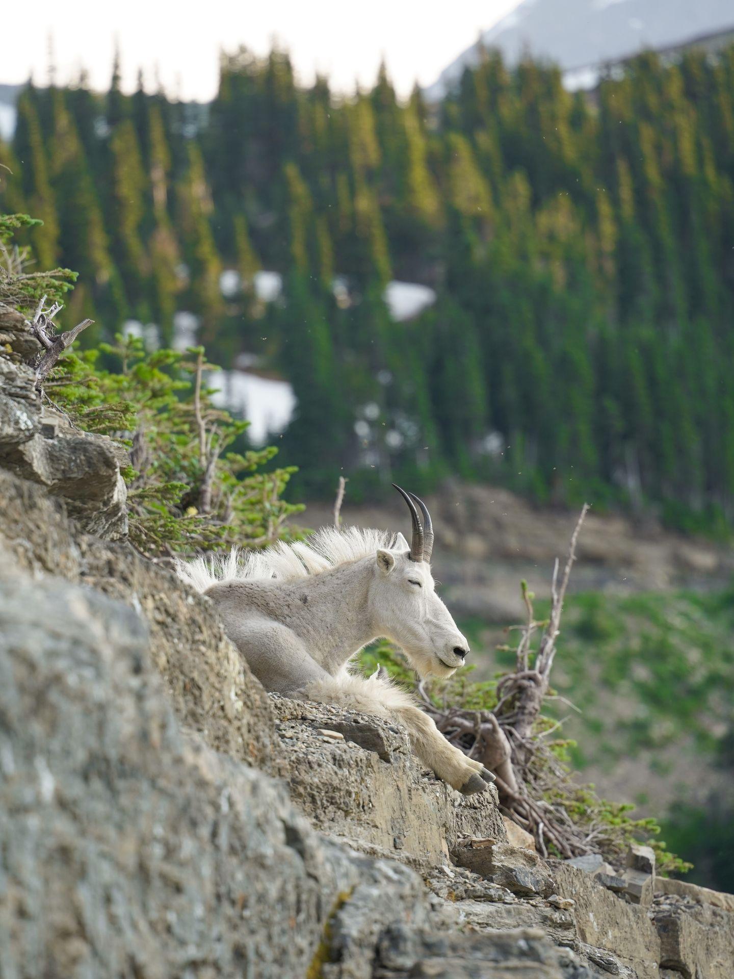 A mountain goat laying down on a rocky path in Glacier National Park