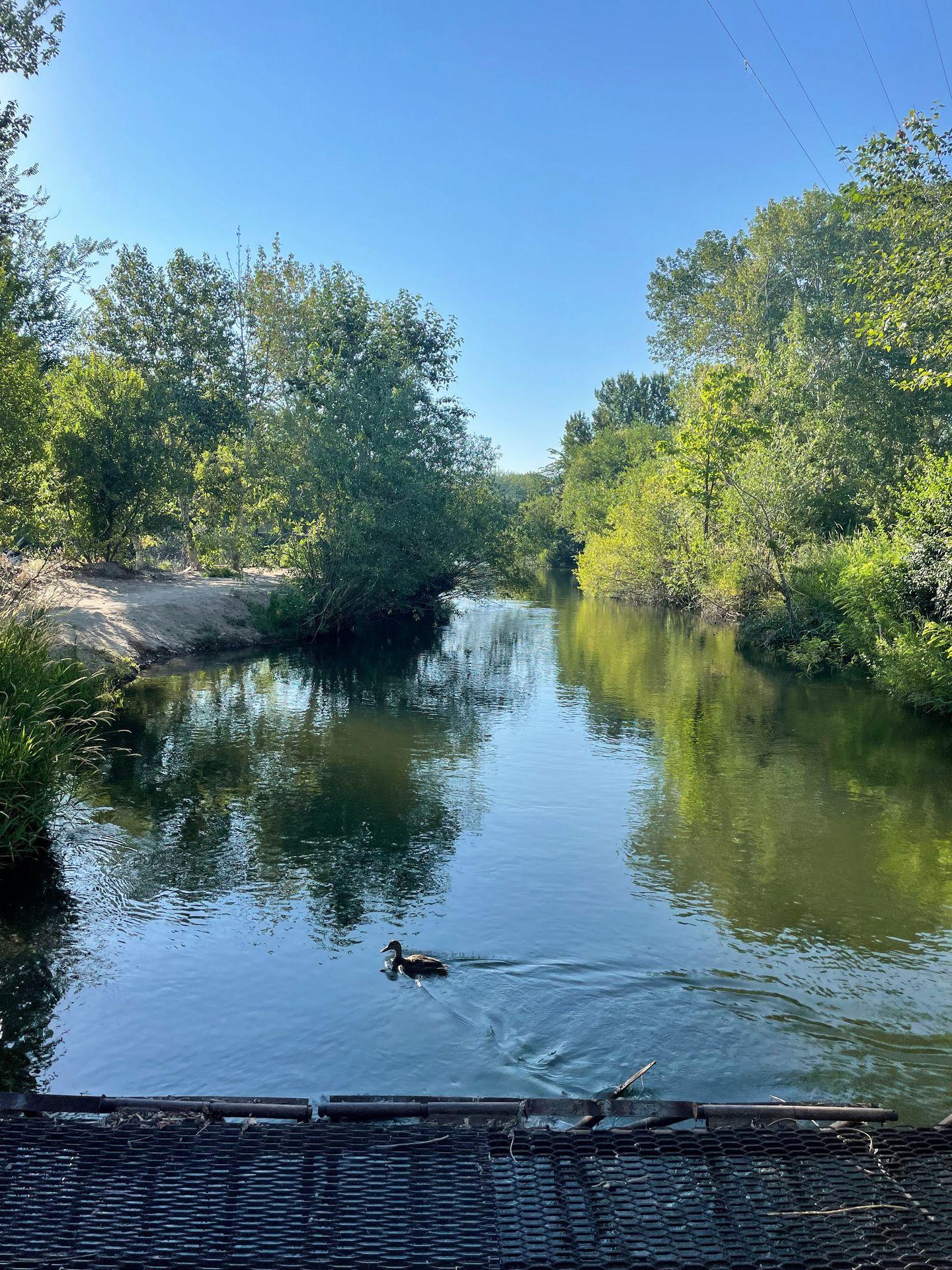 A duck swimming in the Boise River.