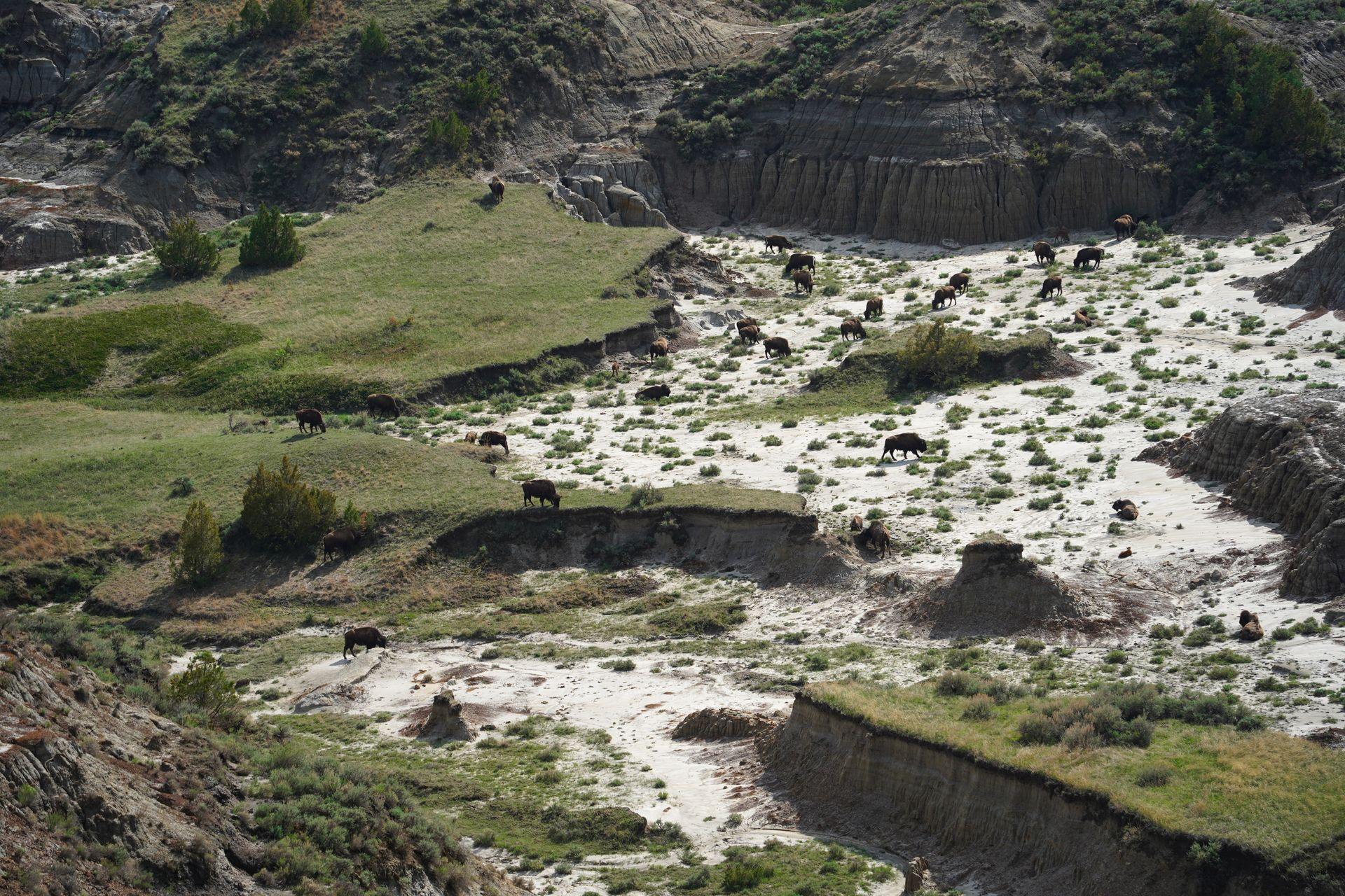A herd of bison on sand and green grass seen from the Boicourt Overlook