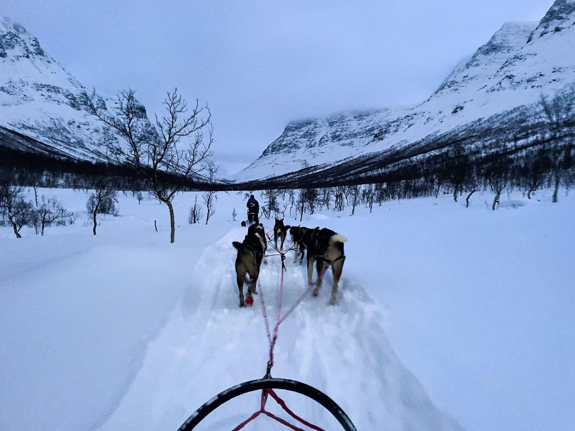Looking out at the dogs while sitting on the sled. There are mountains in the distance.