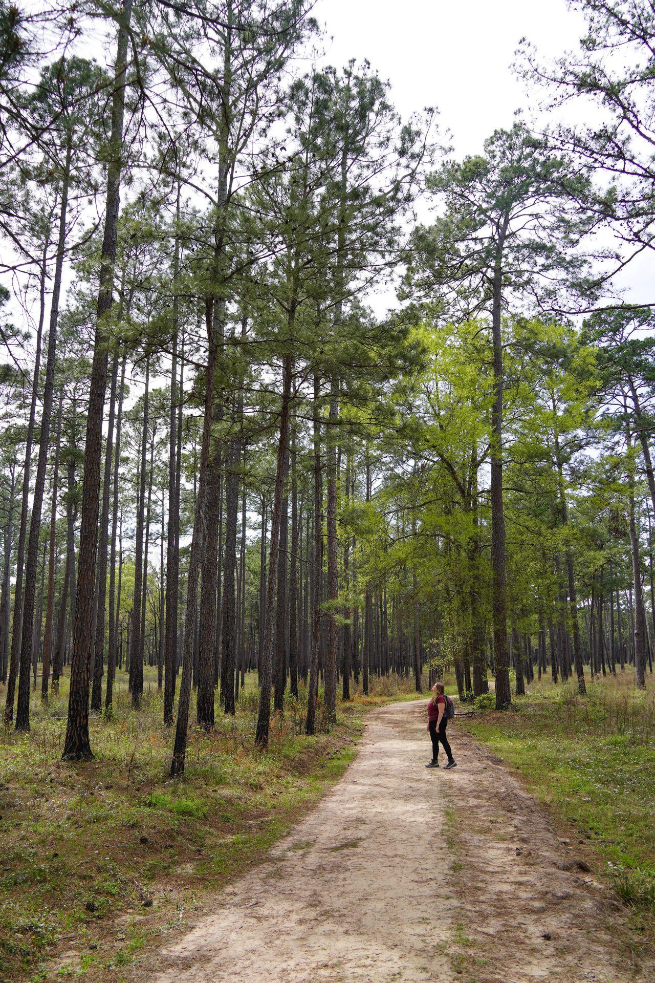 Lydia looking up at tall trees on a trail in W G Jones State Forest