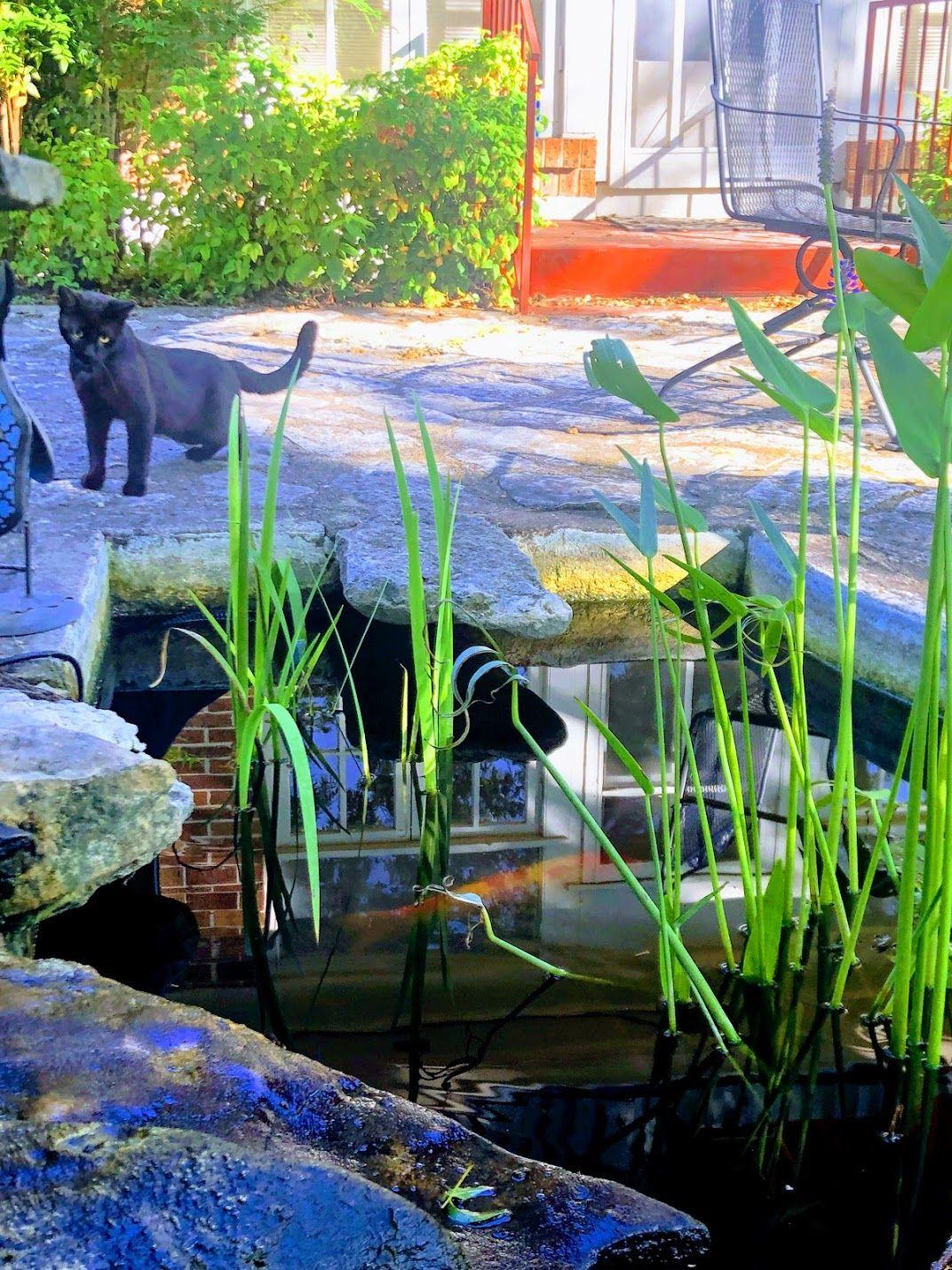 A pond with a black cat sitting on the rocks behind it in the backyard of Magnolia House.