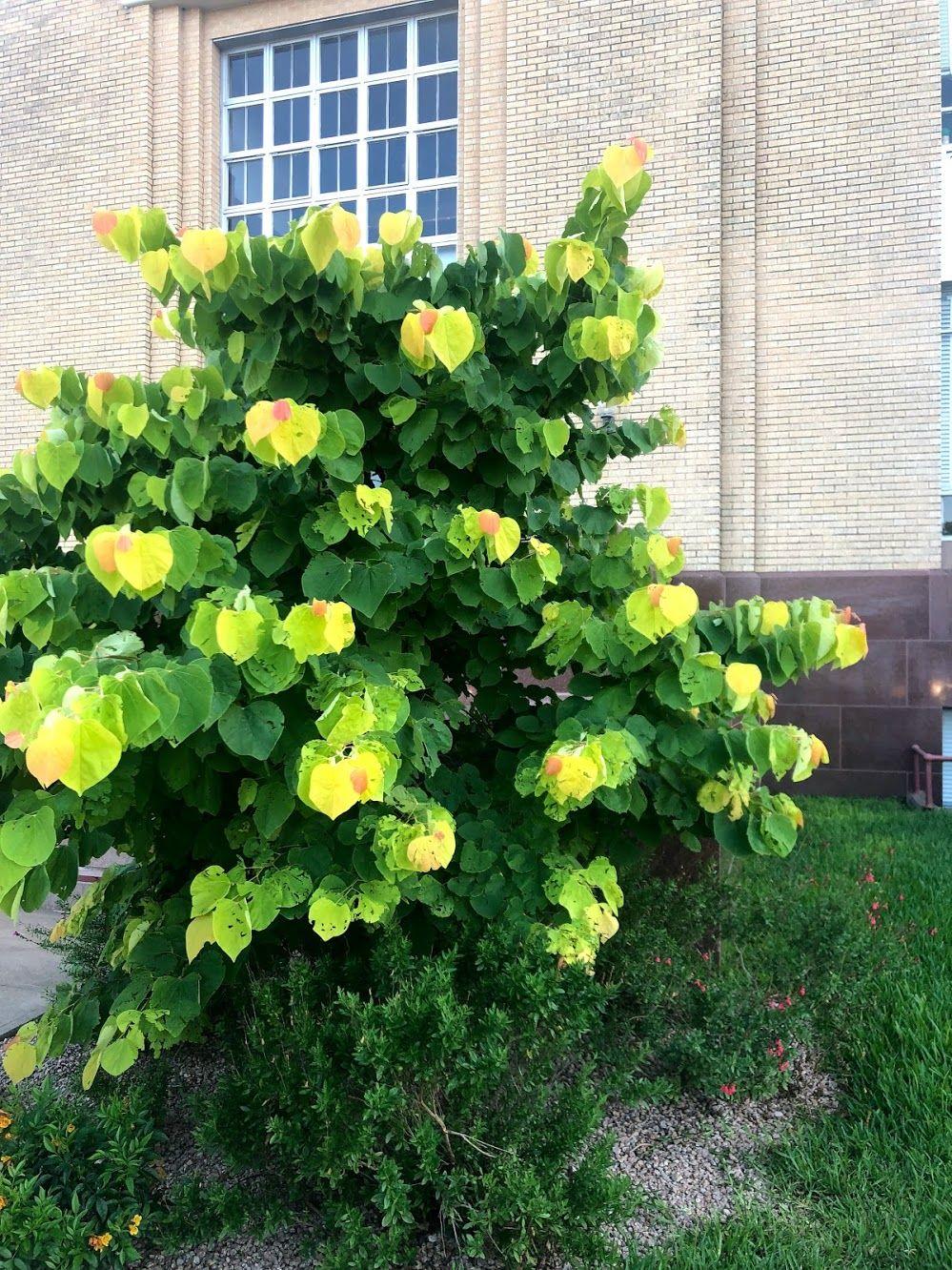 A yellow and green plant in downtown Fredericksburg.