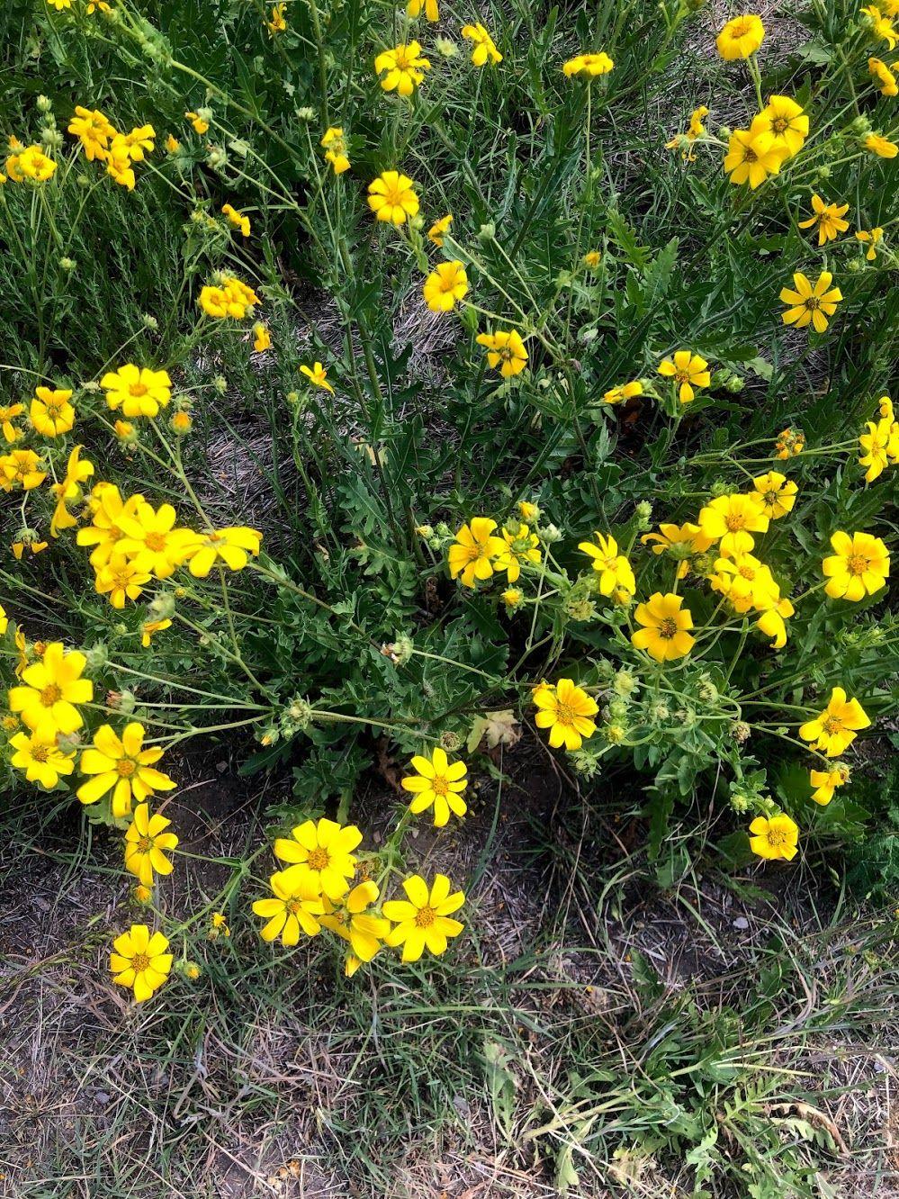 A close up of yellow flowers in Dinosaur Valley State Park.