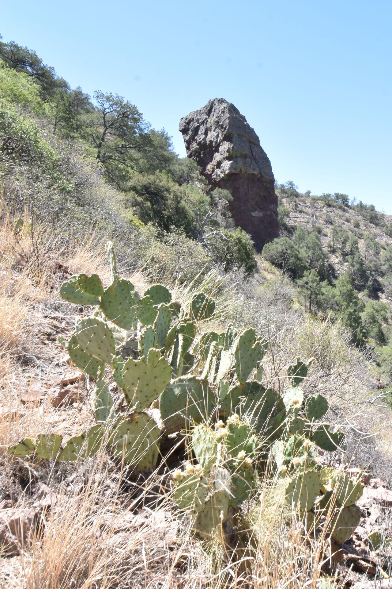 A view of cacti on the Lost Mine Trail in Big Bend National Park.