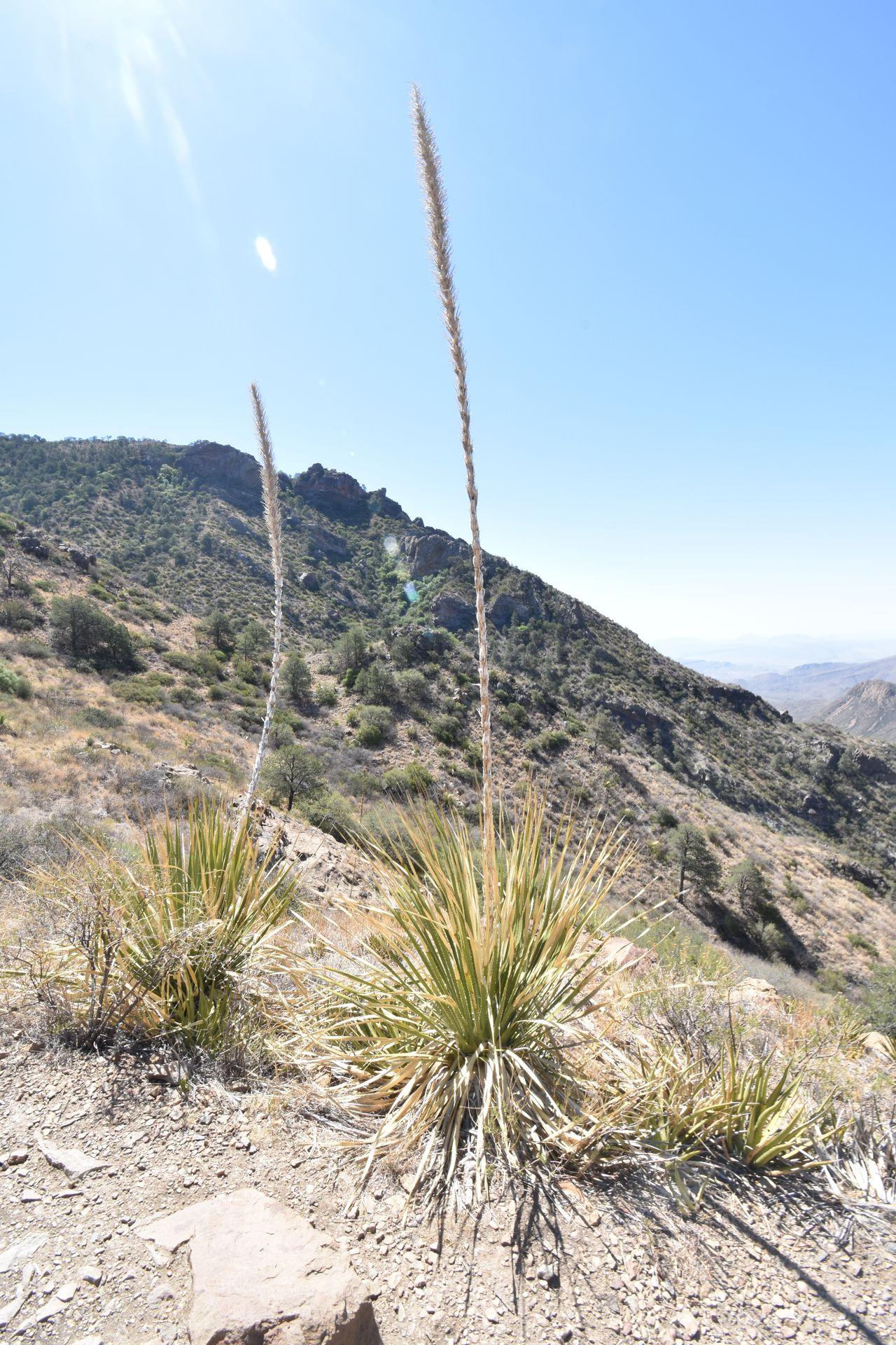 Some desert plants along the Lost Mine Trail.