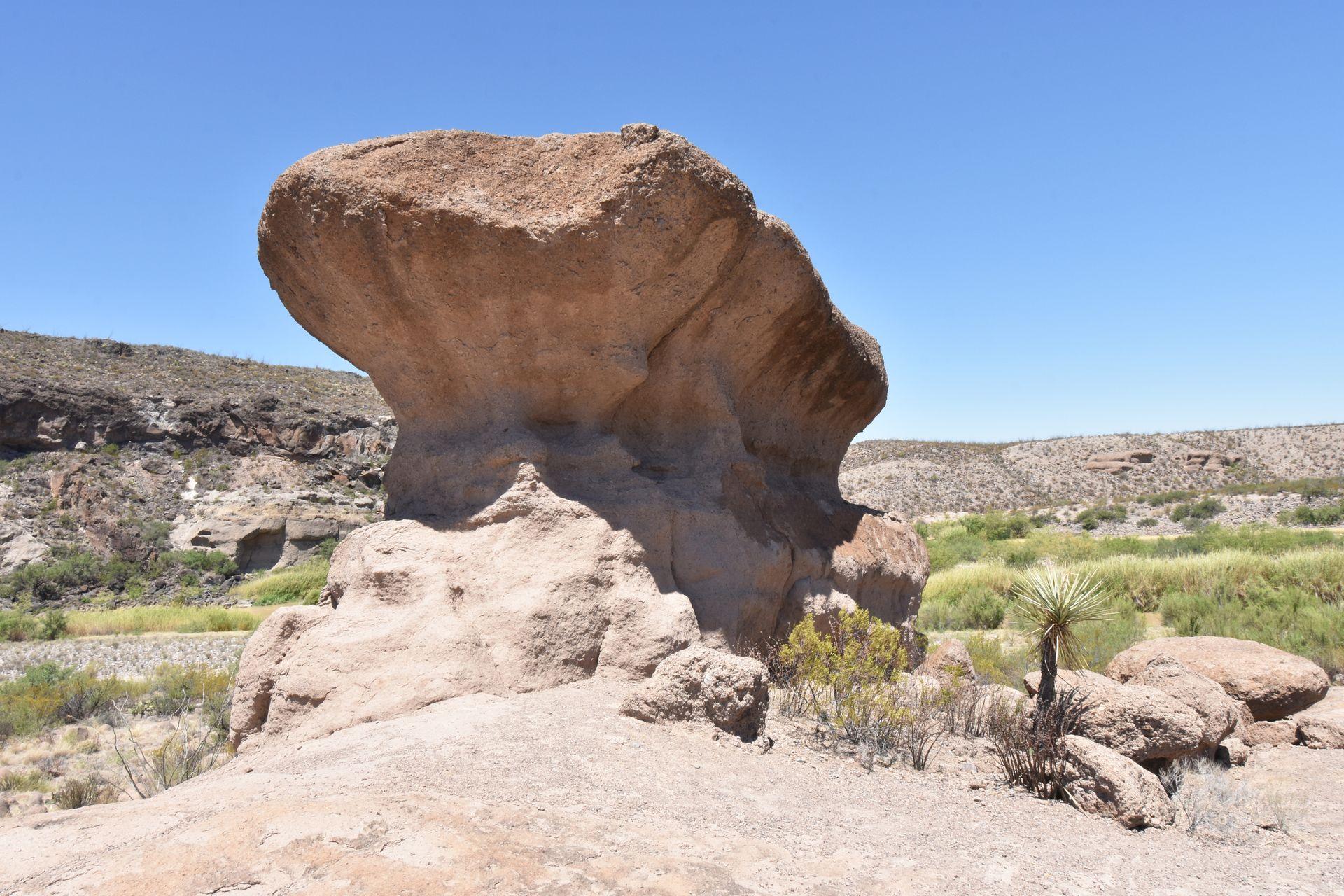 A large rock that is larger on top than it is on the bottom, surrounded by desert plants on the Hoodoo Trail.