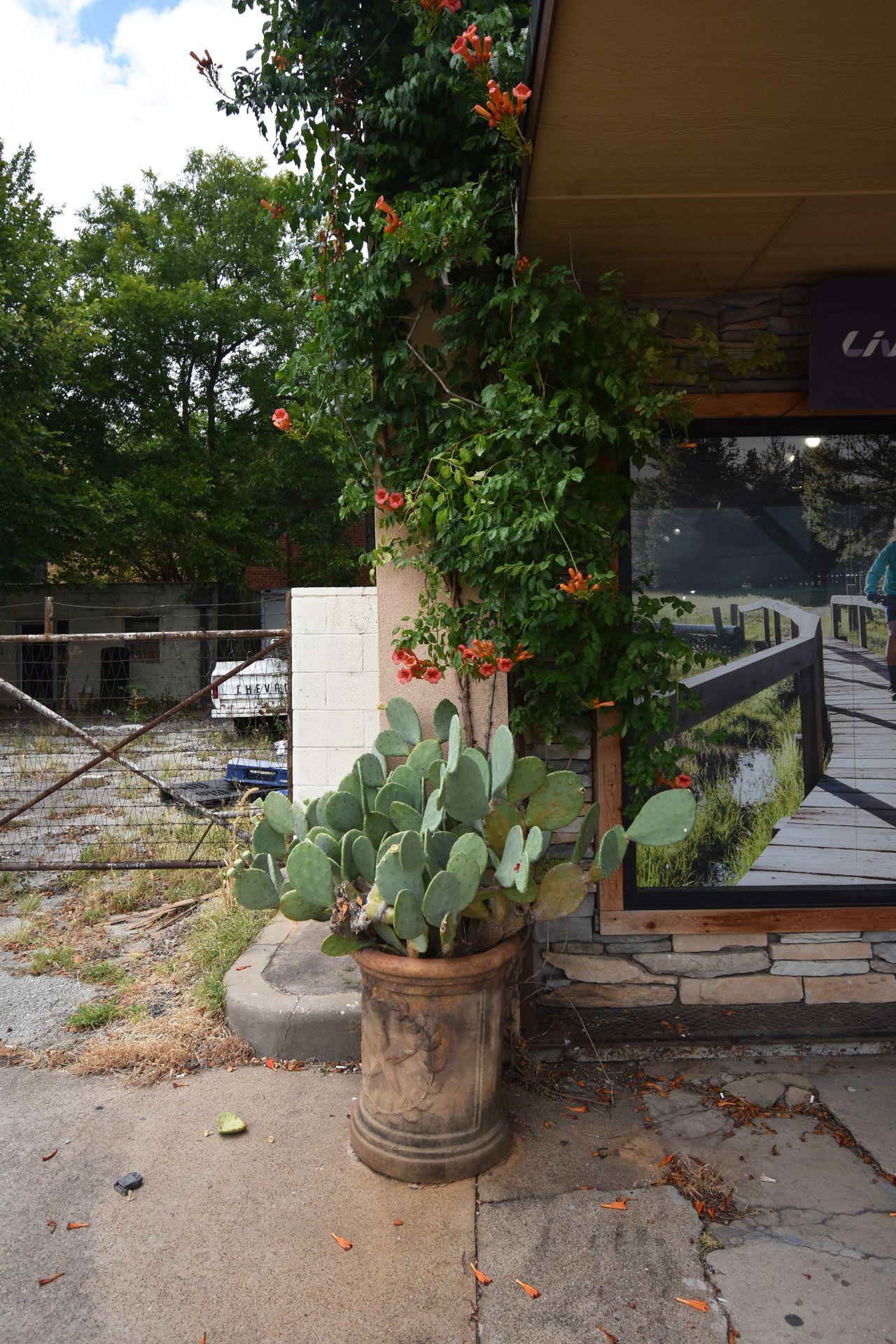 A cactus plant and vines outside a shop in downtown Weatherford