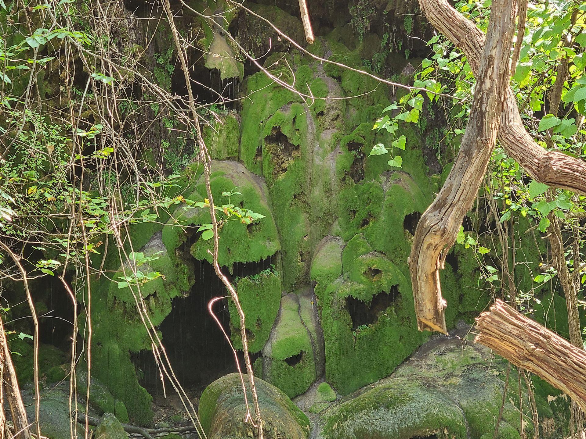 An area of rocks covered in green moss at Gorman Falls.
