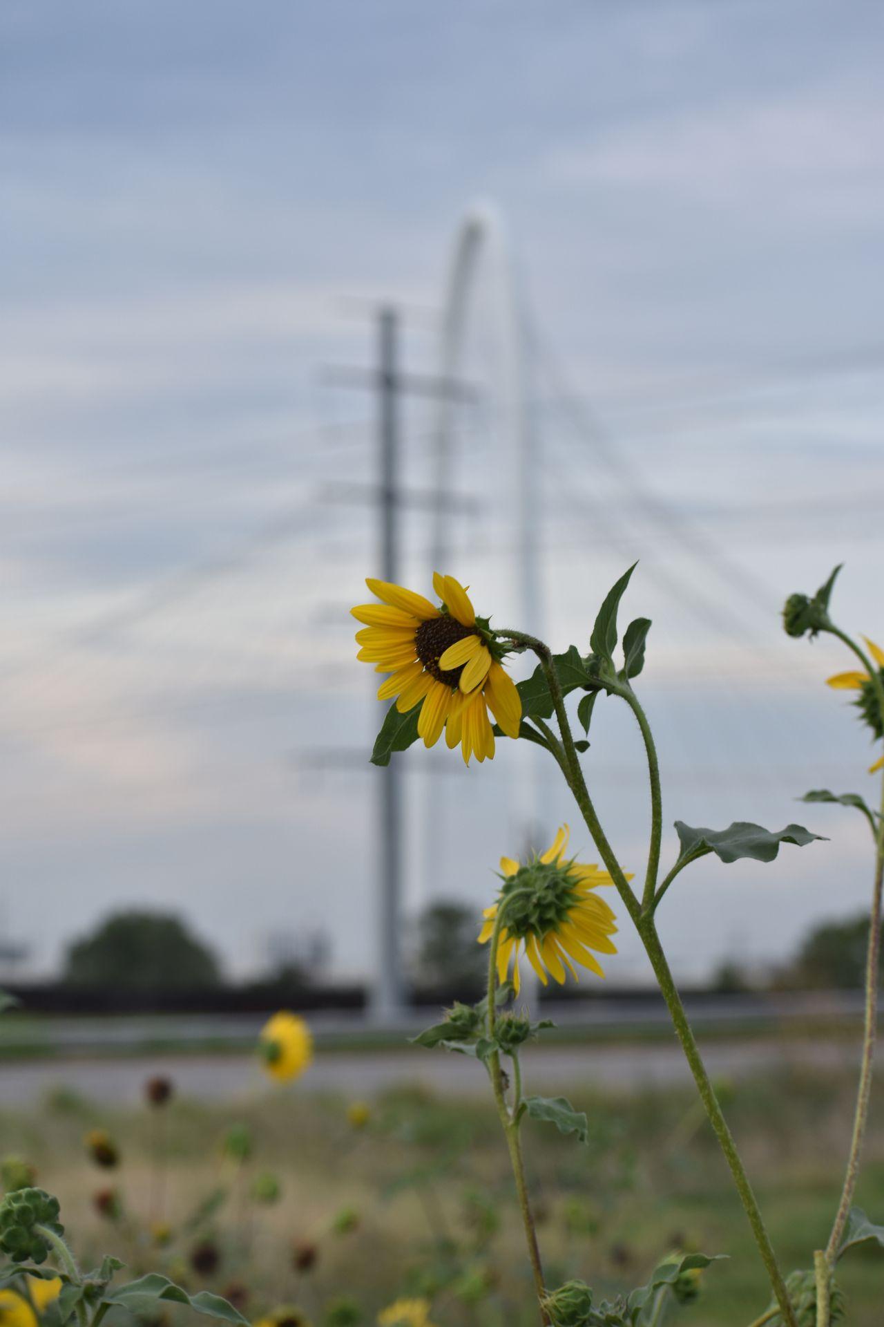 Sunflowers with a blurred bridge in the background.