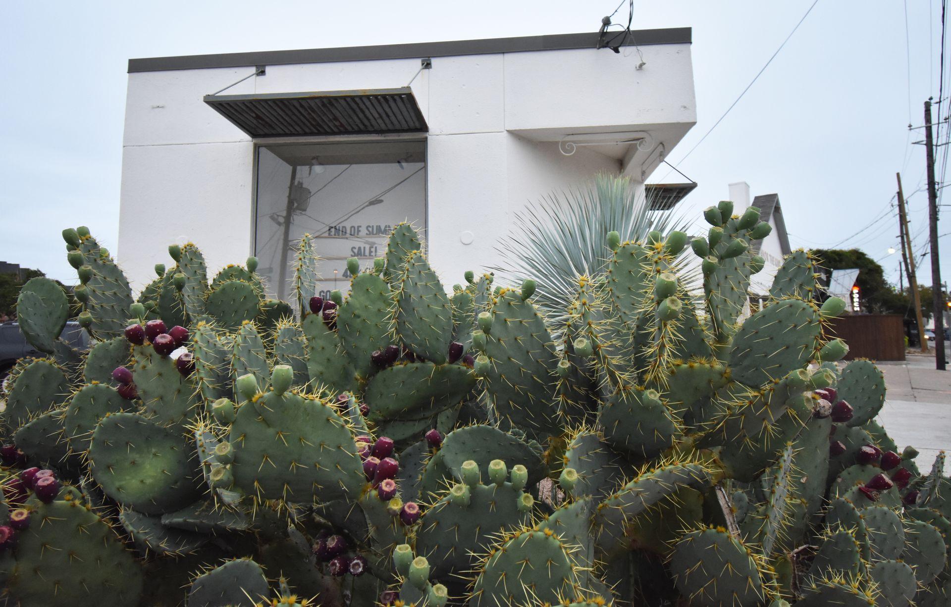 A view of cacti with the white storefront for Favor the Kind in the background.