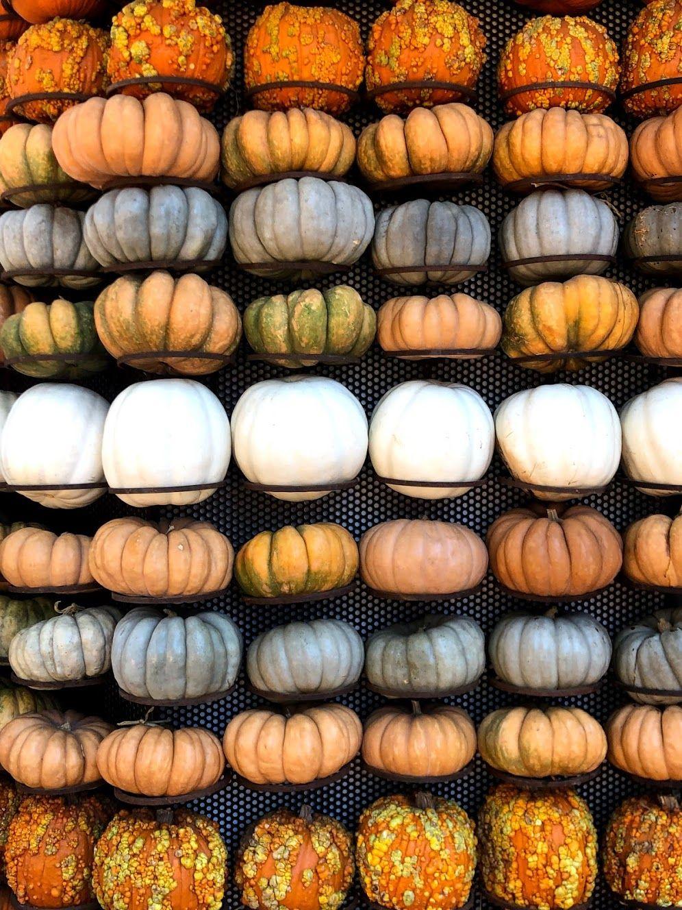 Several rows of a different colored pumpkins hanging on a building during the Fall in the Arboretum event.