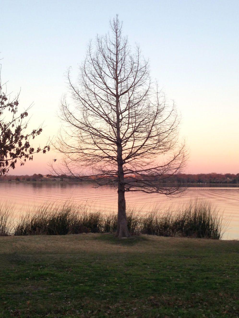 A bare tree in front of White Rock Lake during sunset.
