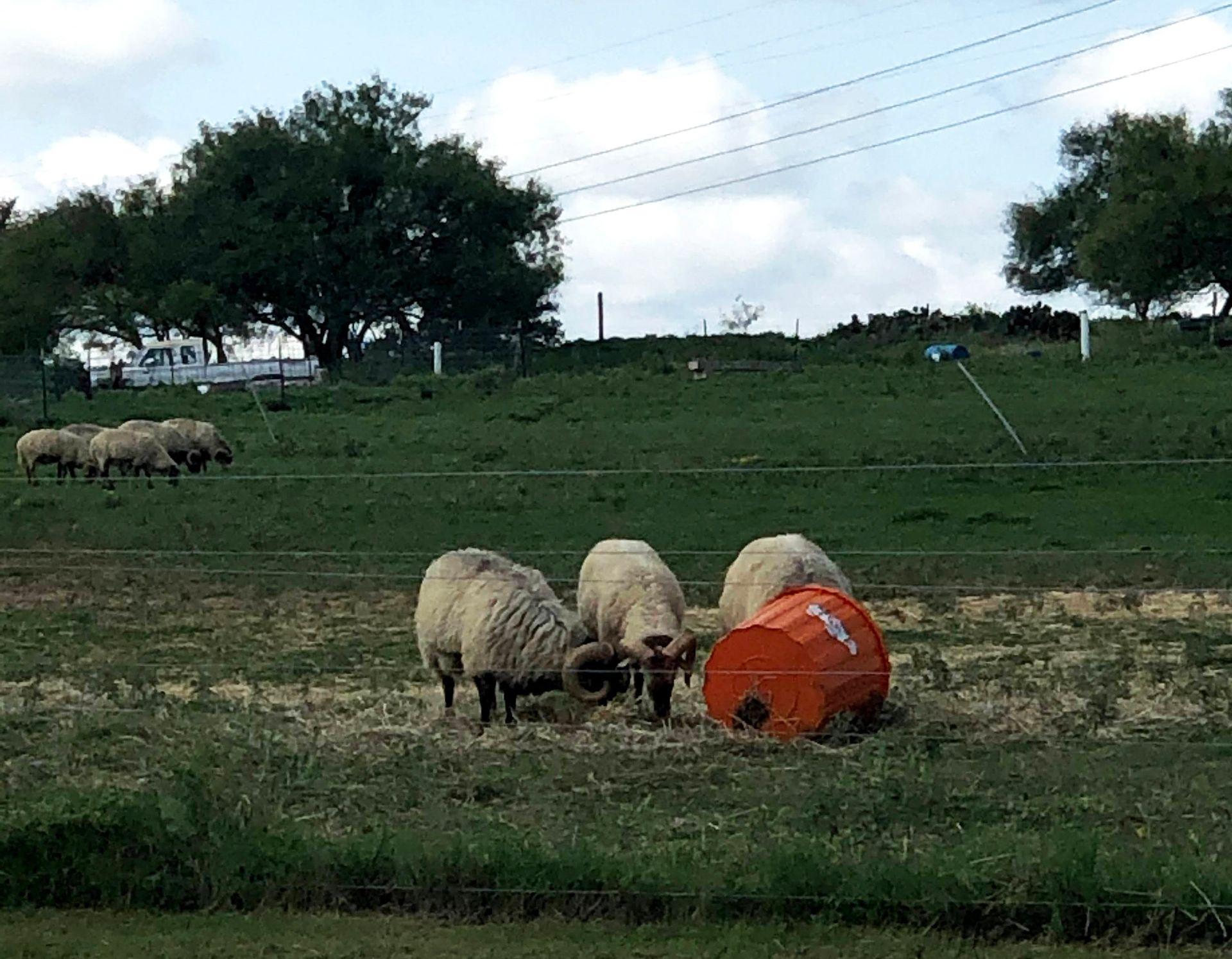 A group of a few sheep at Veldhuizen Farm