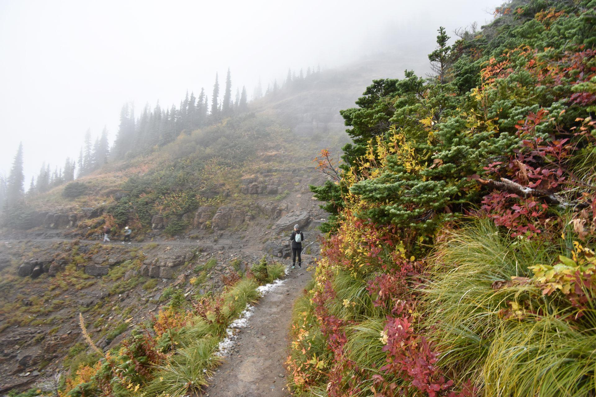 A hiker on the Highline Trail with a close up of red and yellow plants next to the trail. There is a lot of fog covering the trees ahead.
