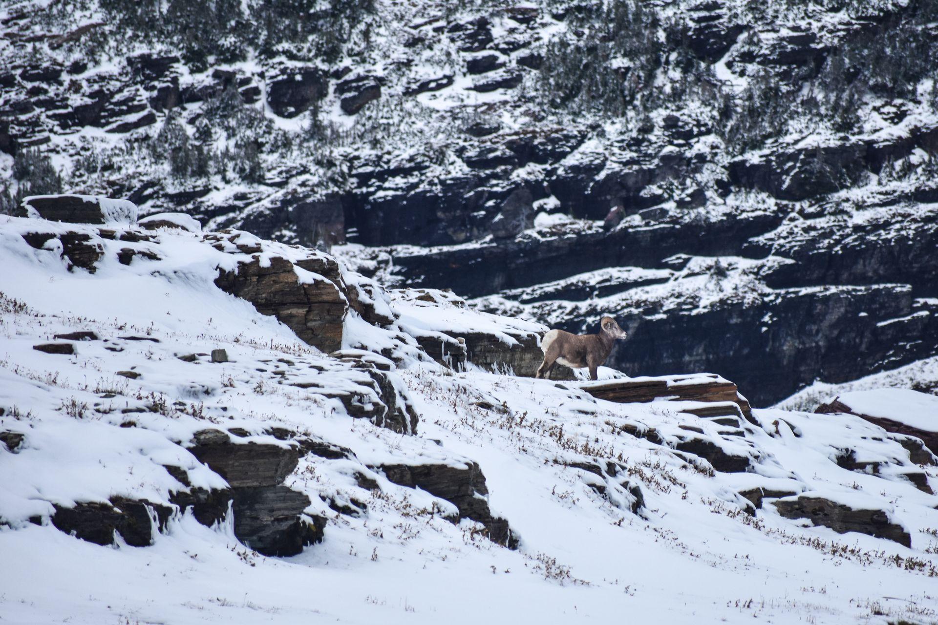 A ram on top of rocks covered with snow.