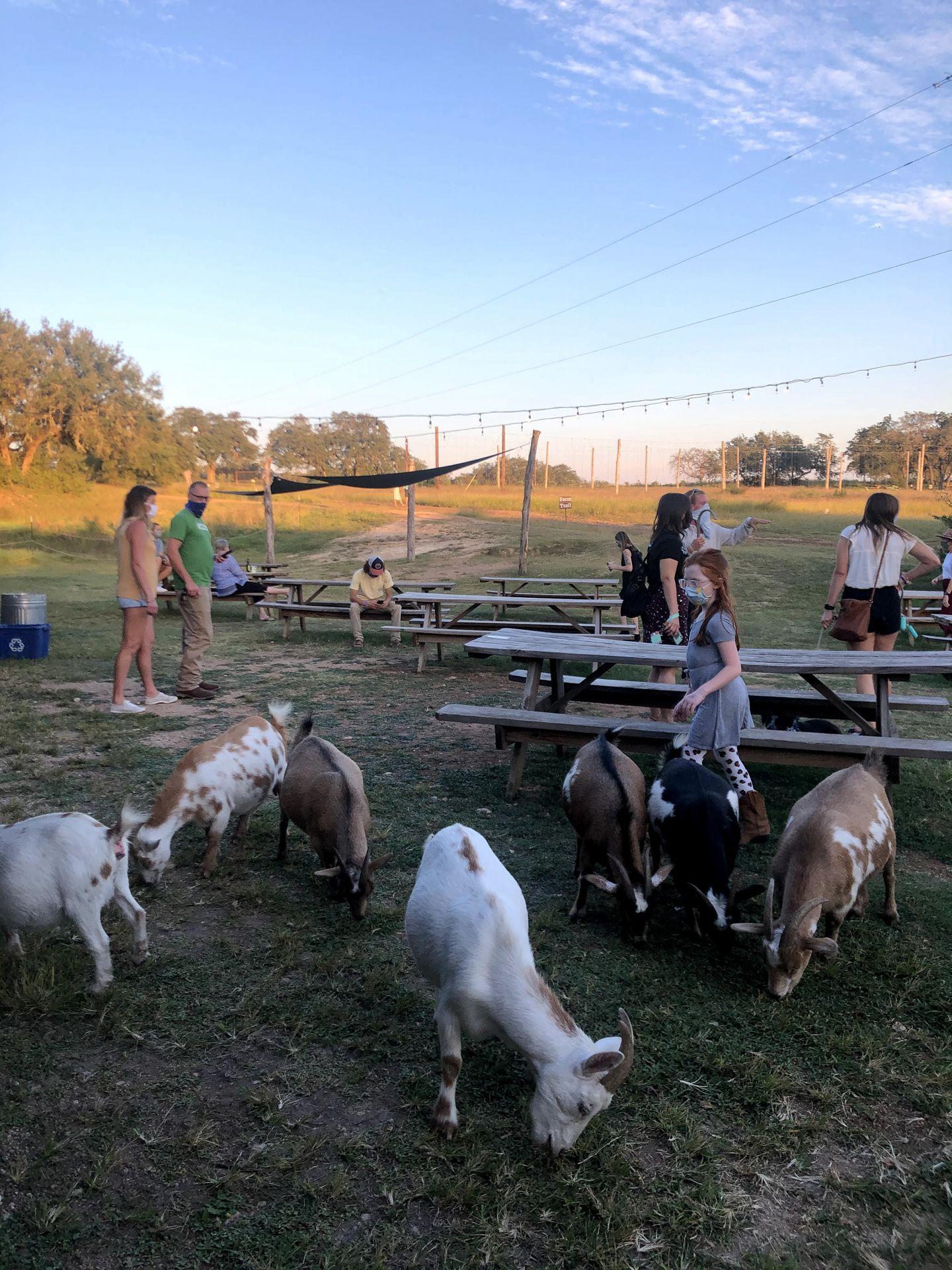 A group of goats near sunset at Jester King Brewery.
