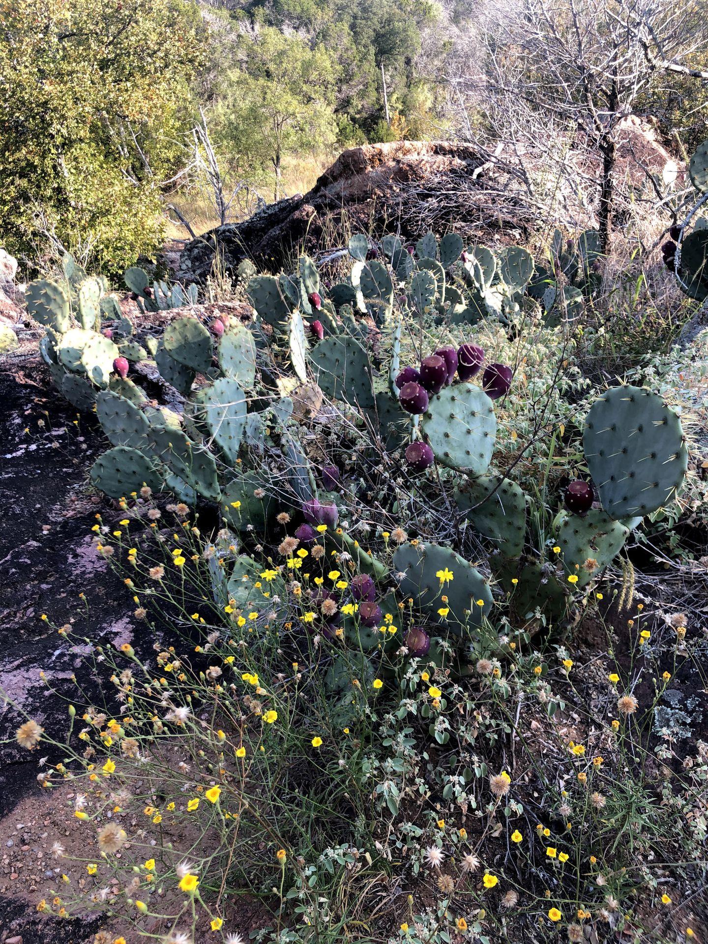 A close up look of flowering cacti and yellow flowers.