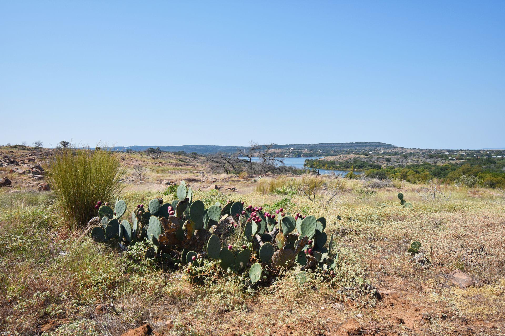 A clump of cacti and purple flowers on the Pecan Flats trail.