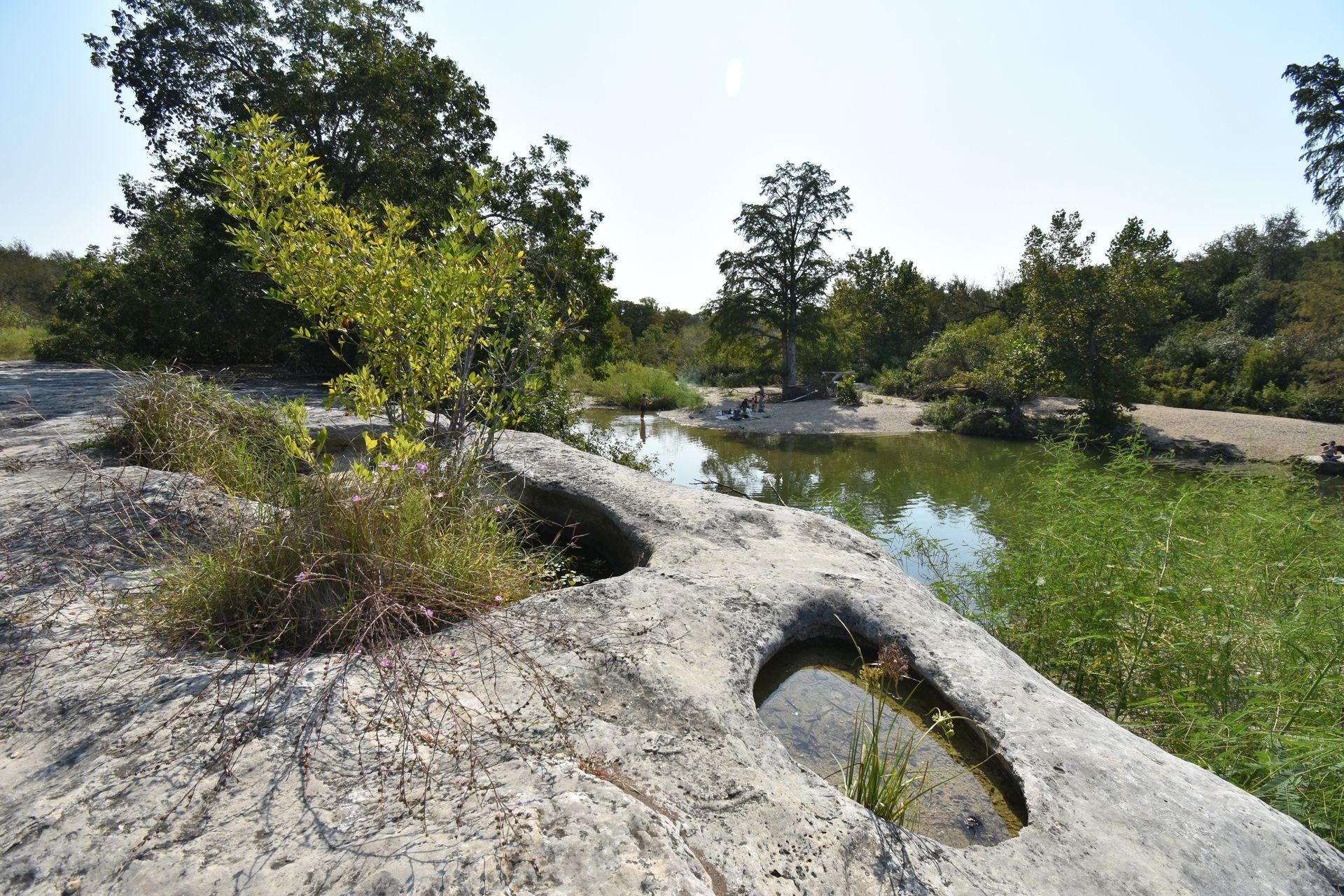 A rock with some large holes, with a plant growing out of one, and water nearby at McKinney Falls