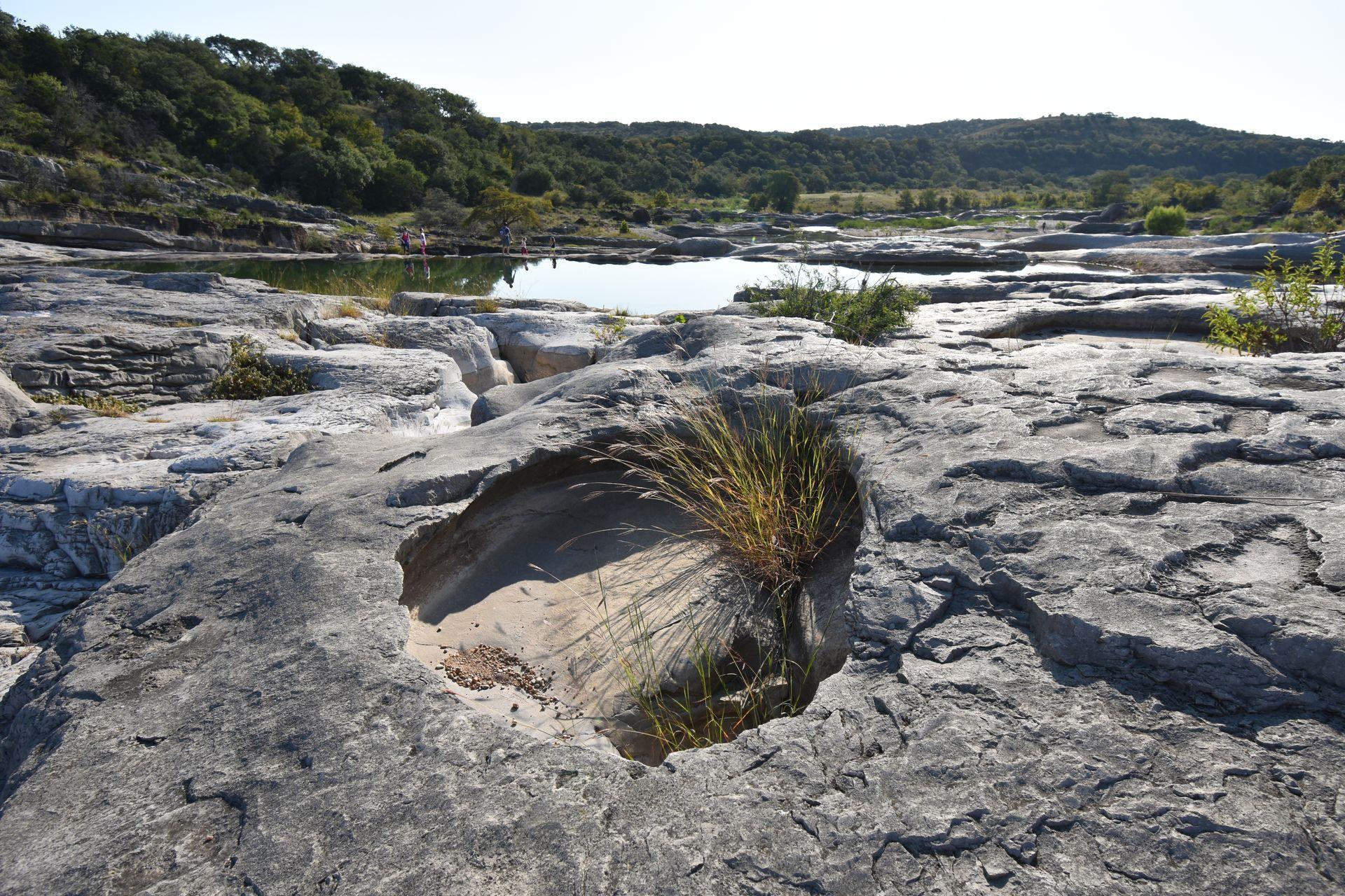 Limestone rocks with a plant growing through them at Pedernales Falls.