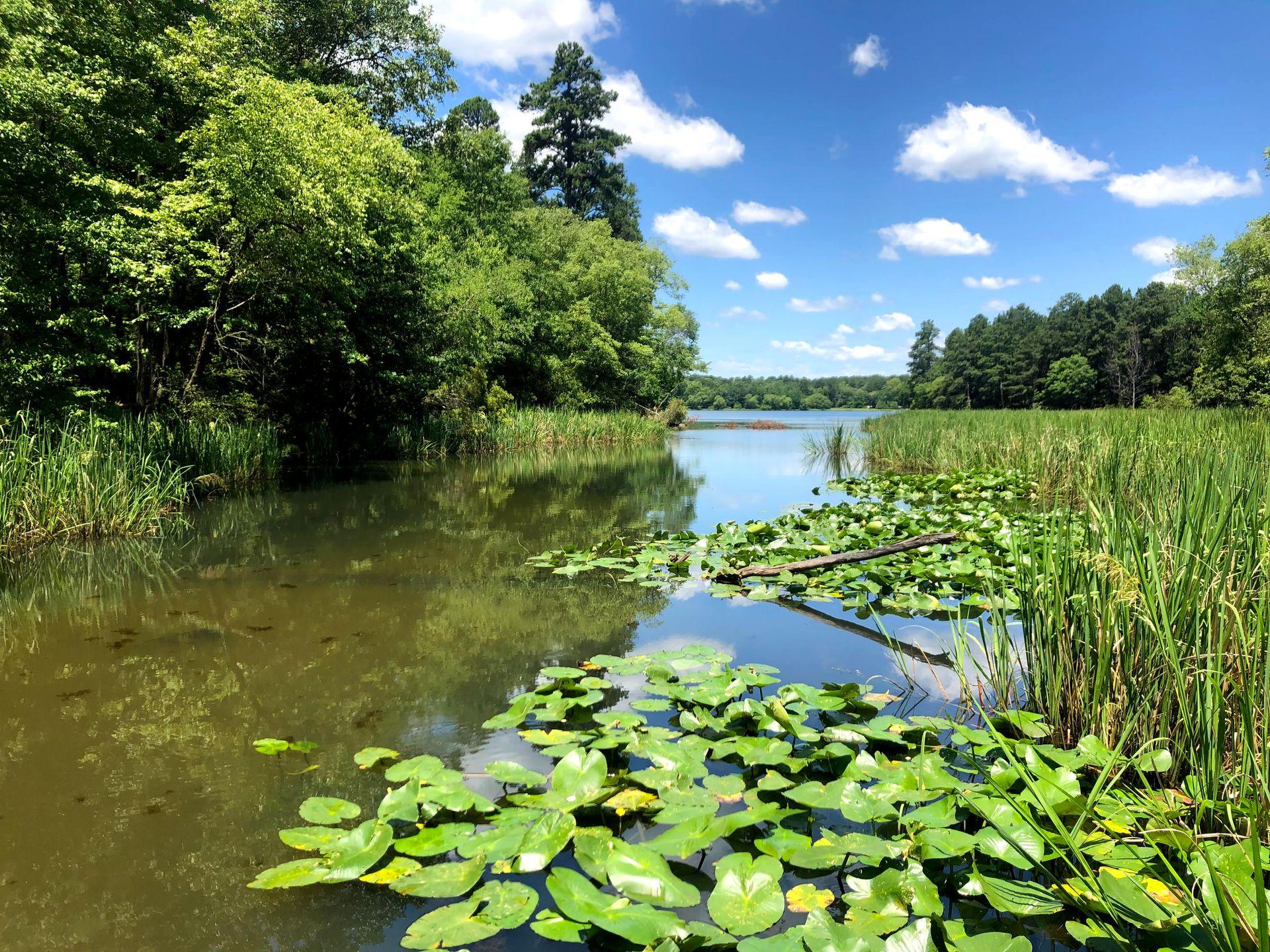A lake with lily pads surrounded by trees at Tyler State Park.