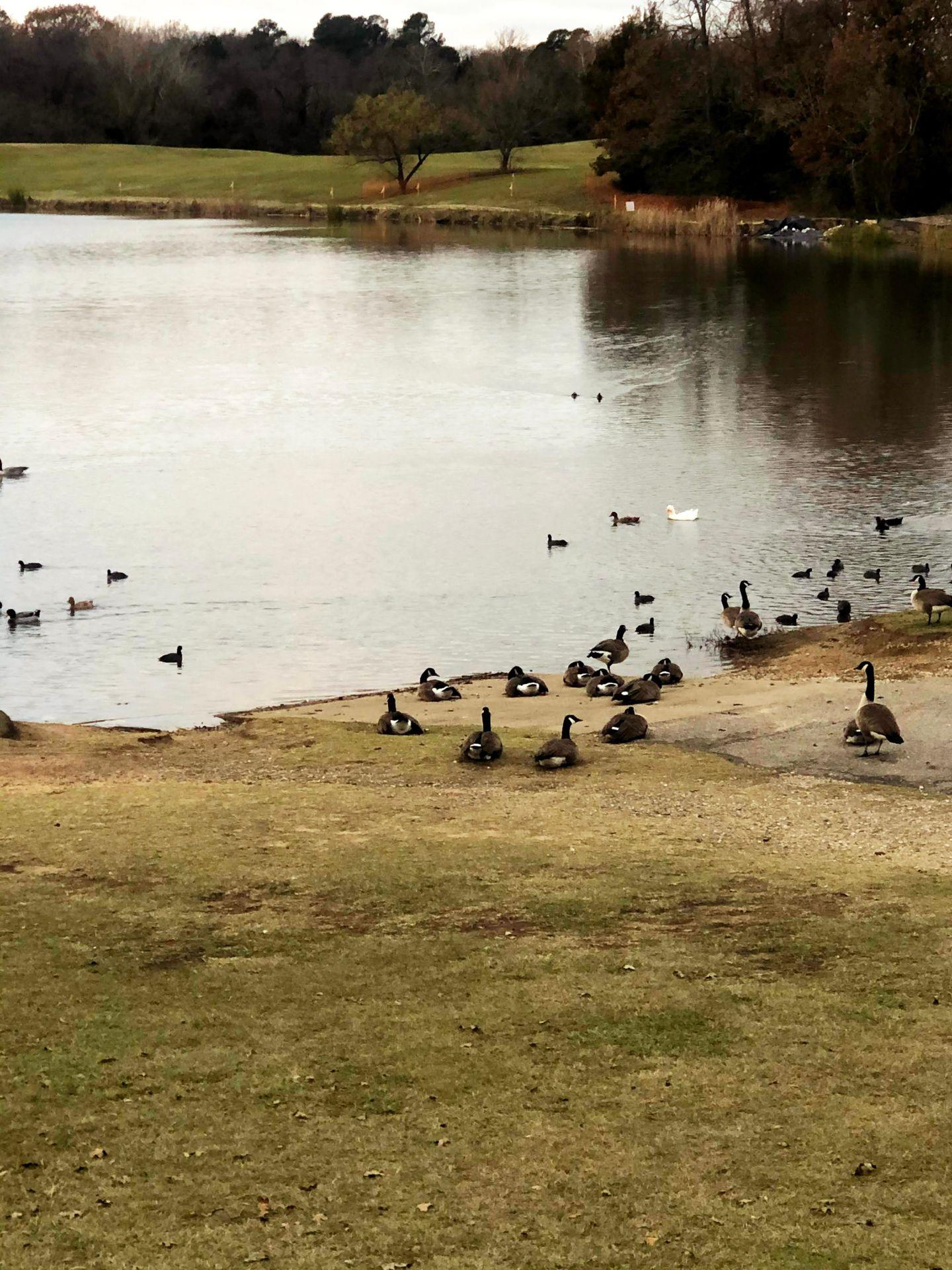 A group of ducks along Waterloo Lake.