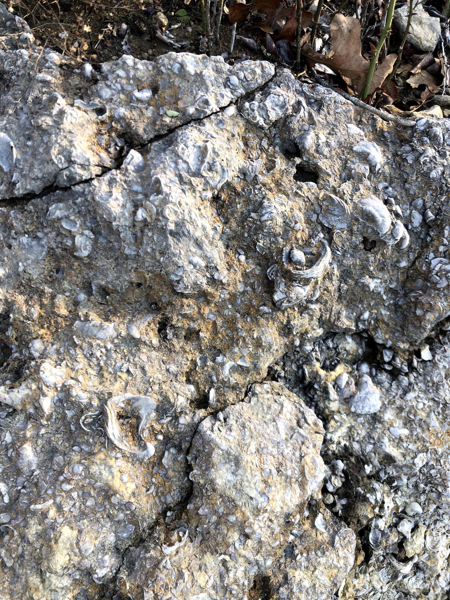 A close up of fossilized rocks at Eisenhower State Park