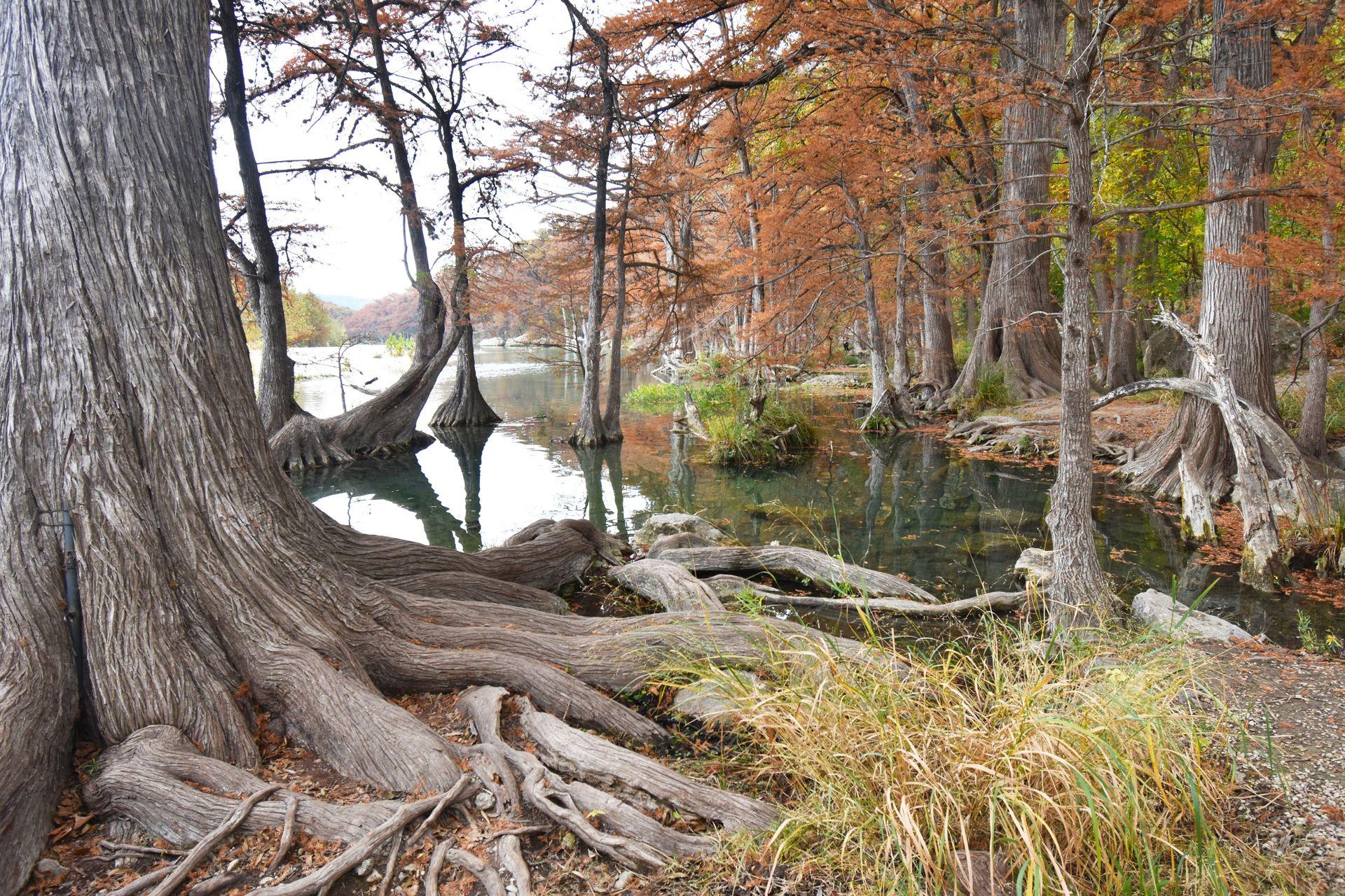 Several large trees growing out of or near the Frio Water. The trees have orange fall foliage.