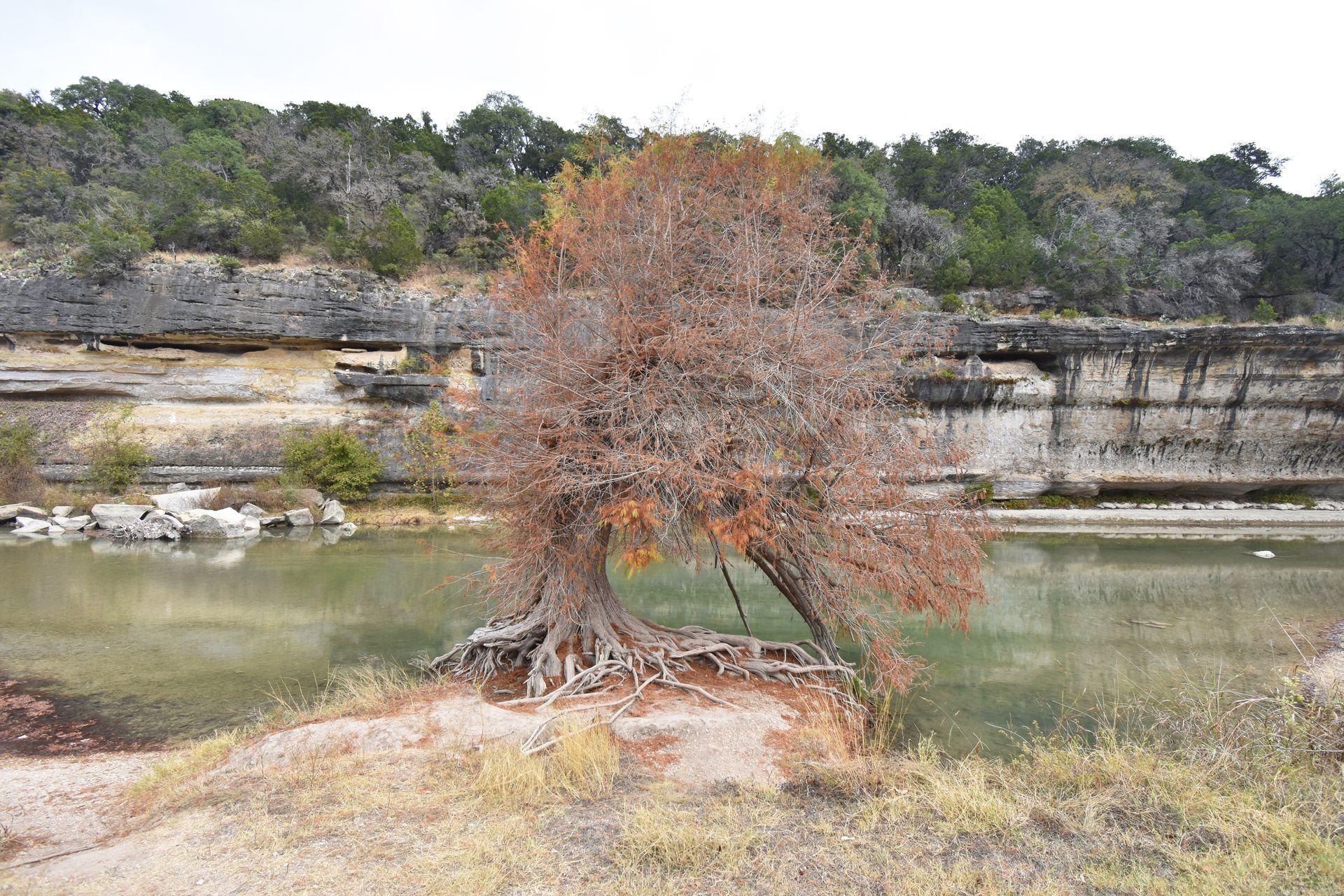 A tree on the edge of the Guadalupe River. There is a rock wall across the river.