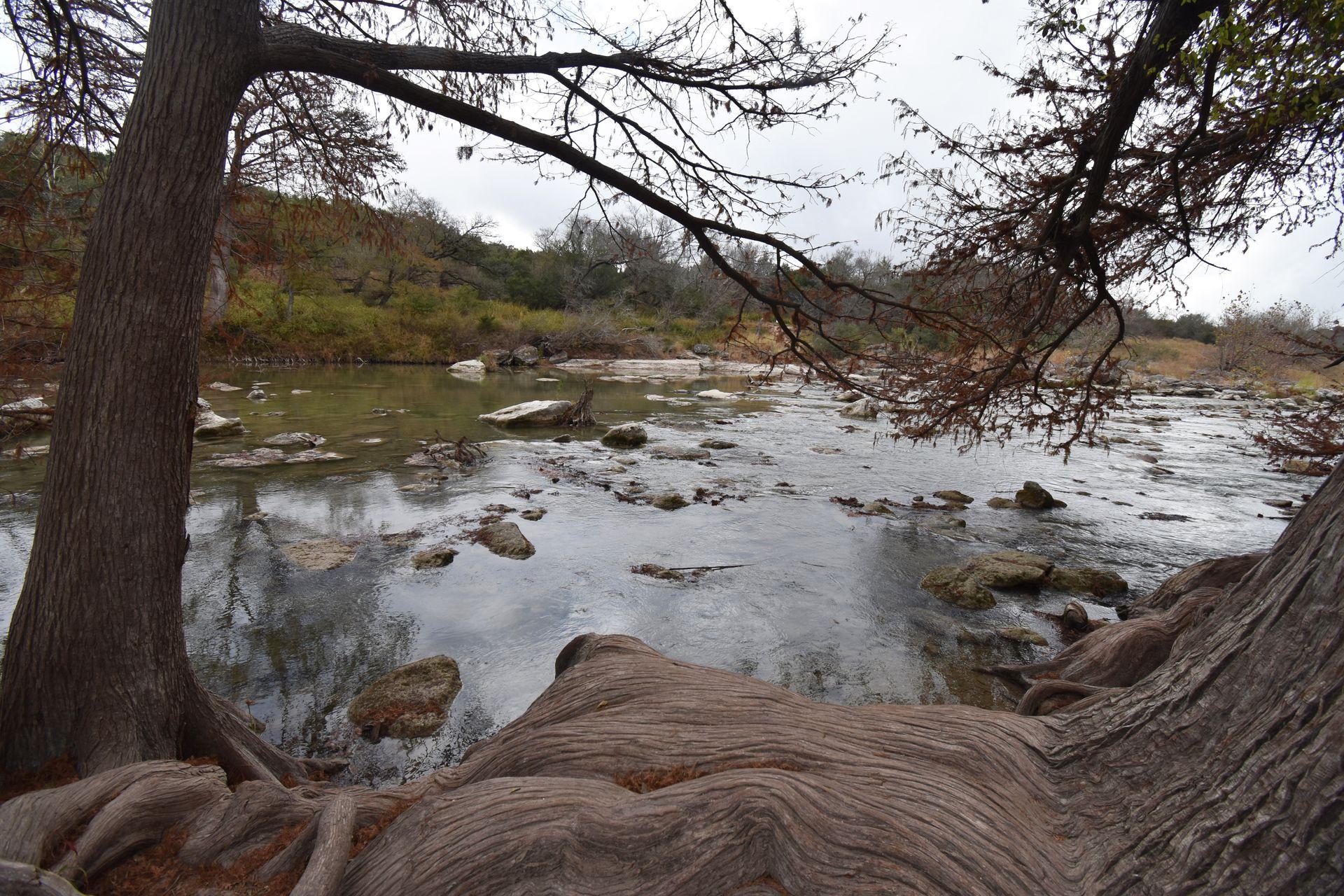 Looking over a beatiful tree root out at the Guadalupe River.