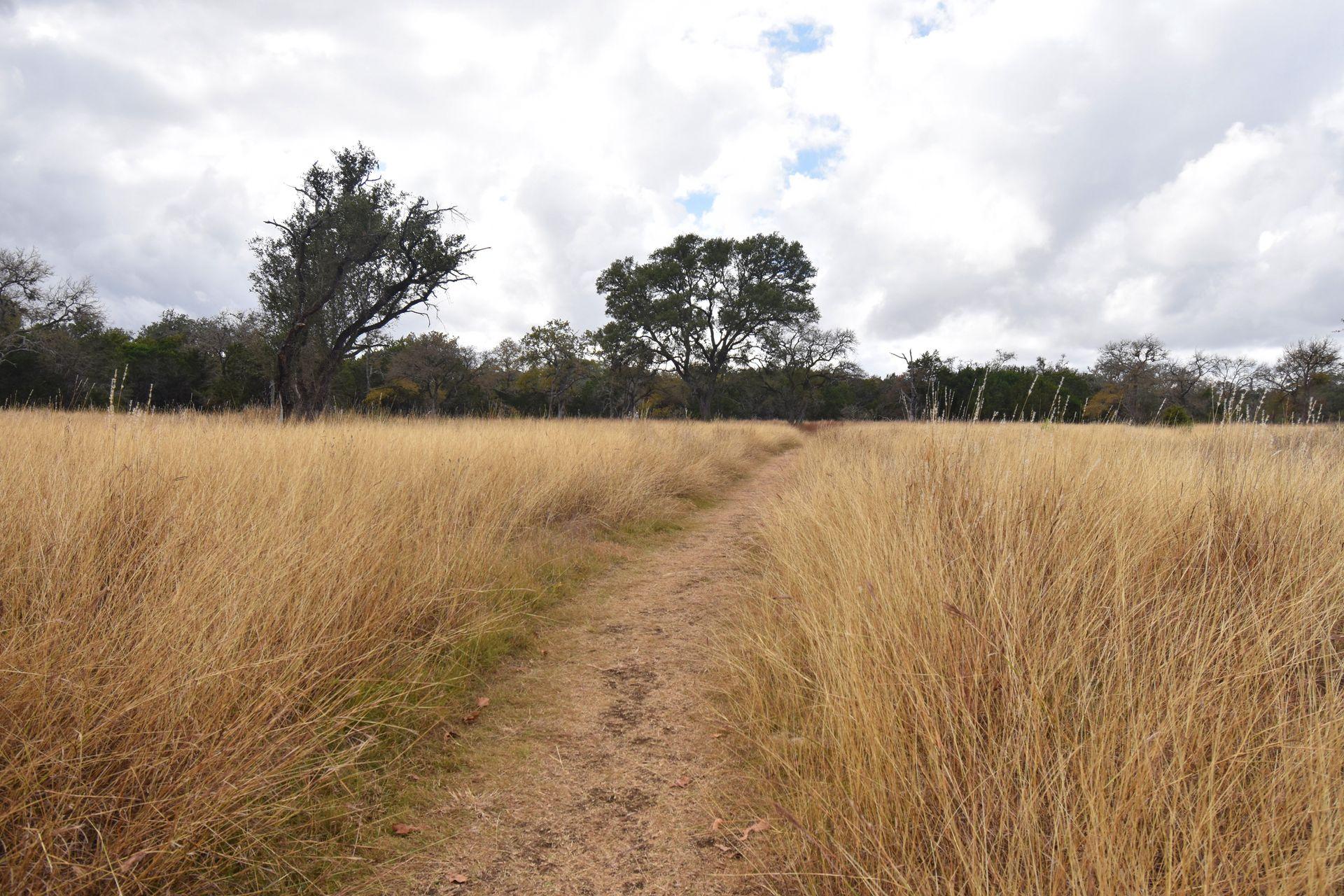 A trail leading through a prairie with tall, yellow grass.