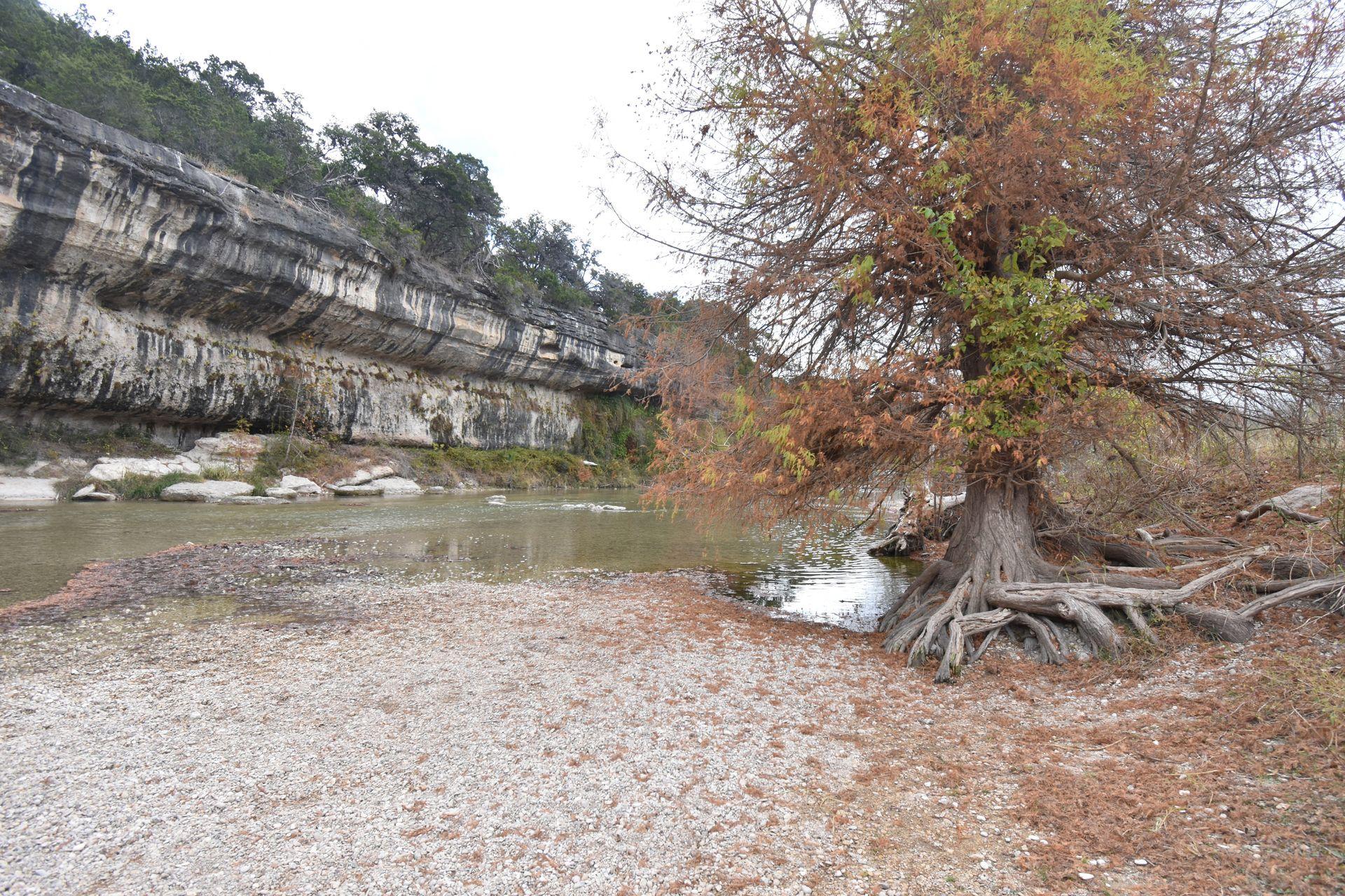 A tree with fall foliage on the edge of Guadalupe River. Across the river, there is a rock wall stiped in lighter and darker colors.