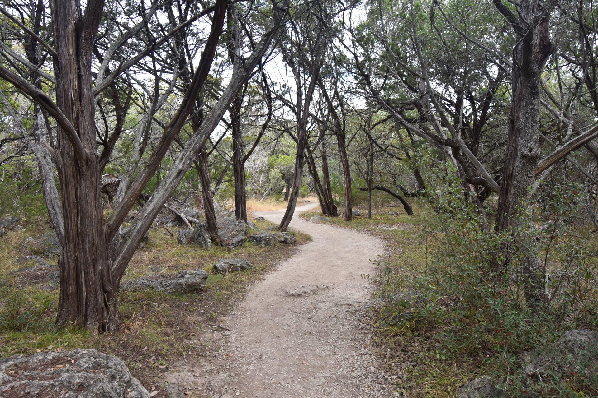 A flat trail winding through an area of bare trees.