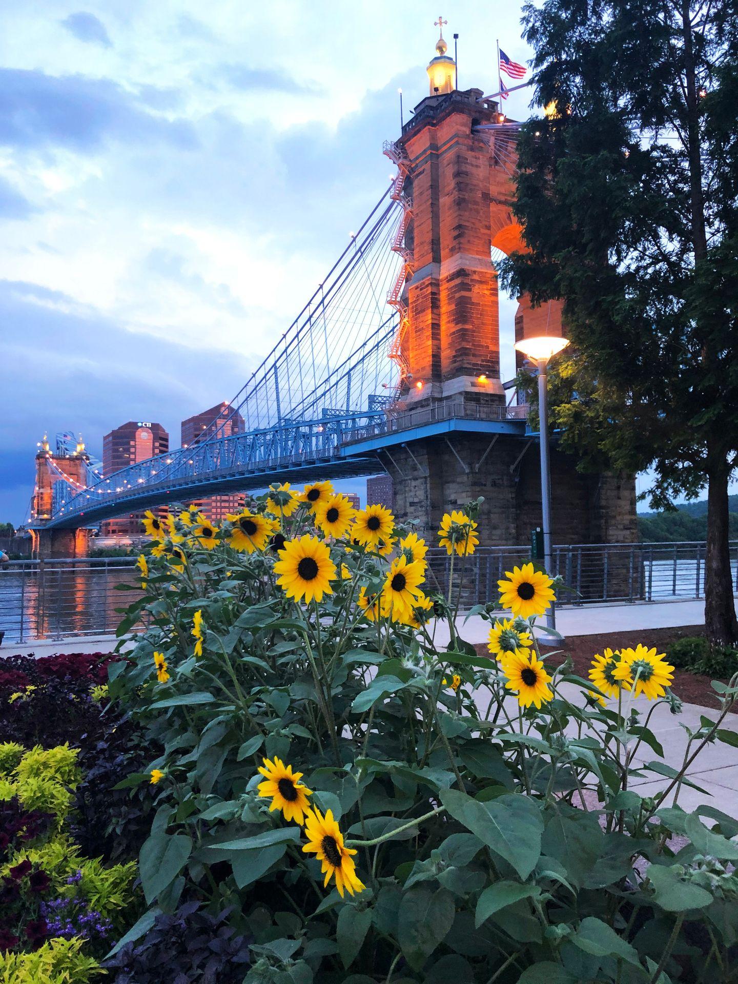 A photo of sunflowers with the Roebling Suspension Bridge in the background.