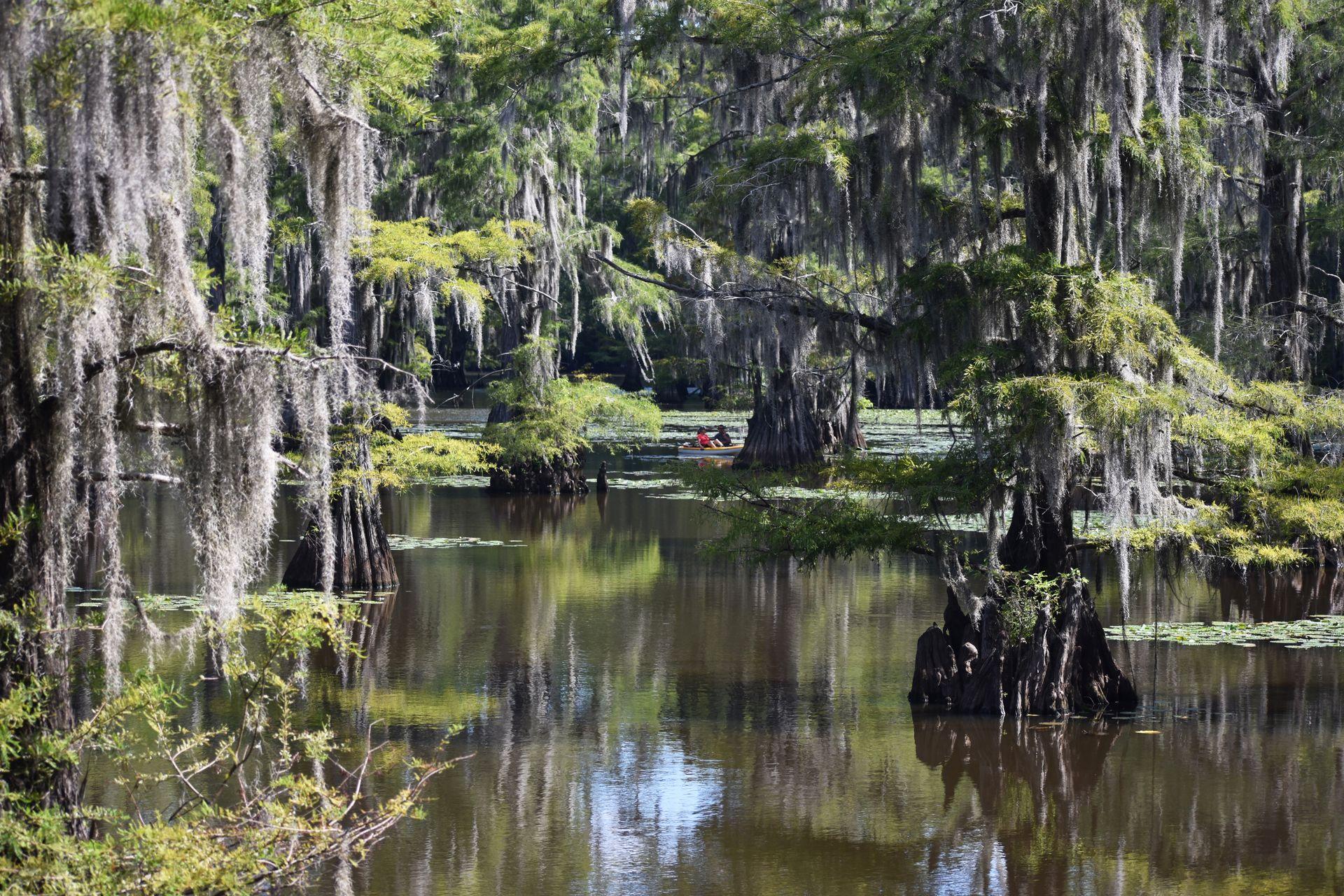 A view of Mill Pond at Caddo Lake State Park. There are a couple people on canoes and cypress trees hanging with moss.