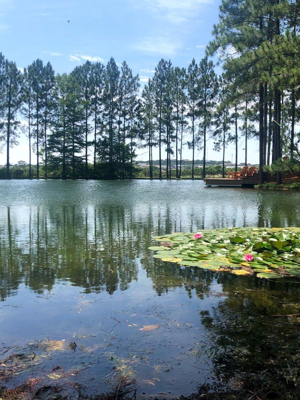 A pond with lily pads and tall, thin trees in the background.