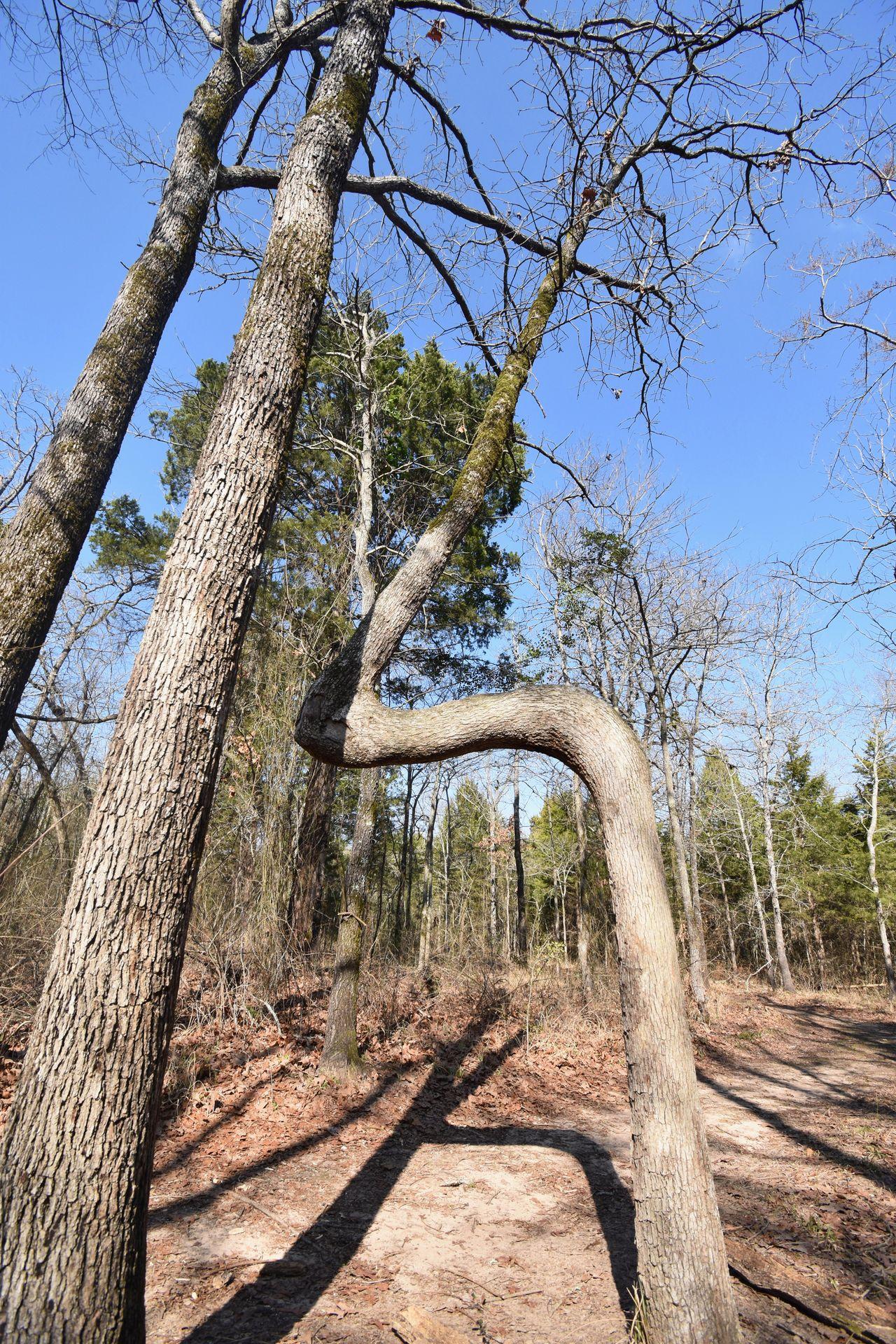 A tree that is bent in a seemingly right angle in the middle of it's growth.