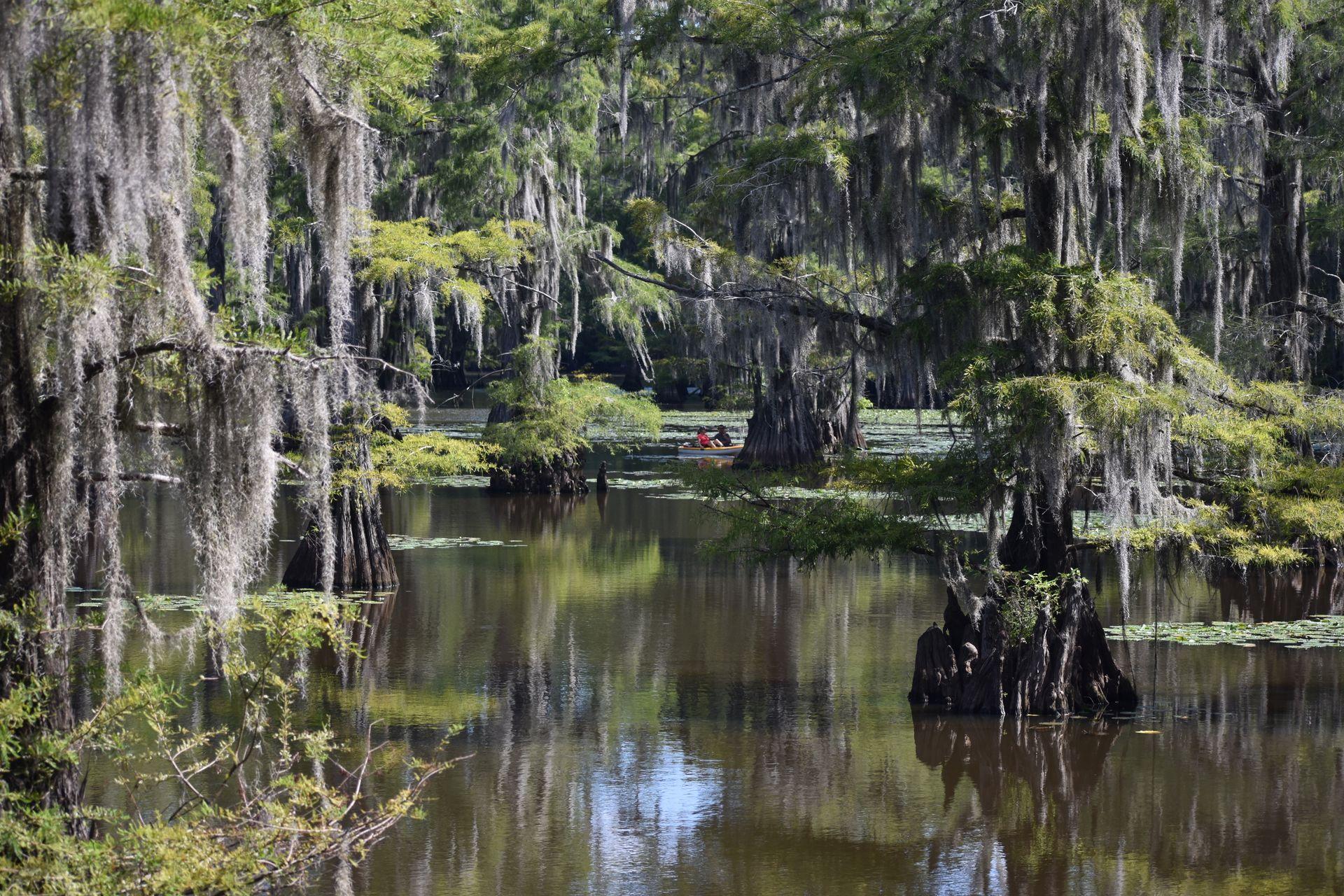 A canoe among cypress trees at Mill Pond in Caddo Lake State Park.