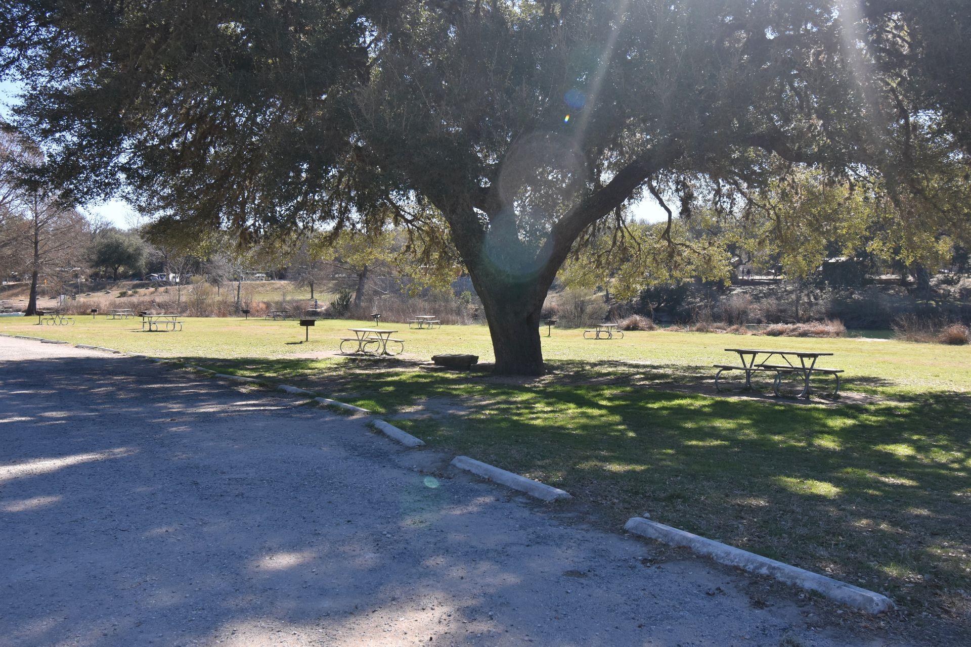 A shady trees and picnic tables at Blanco State Park.