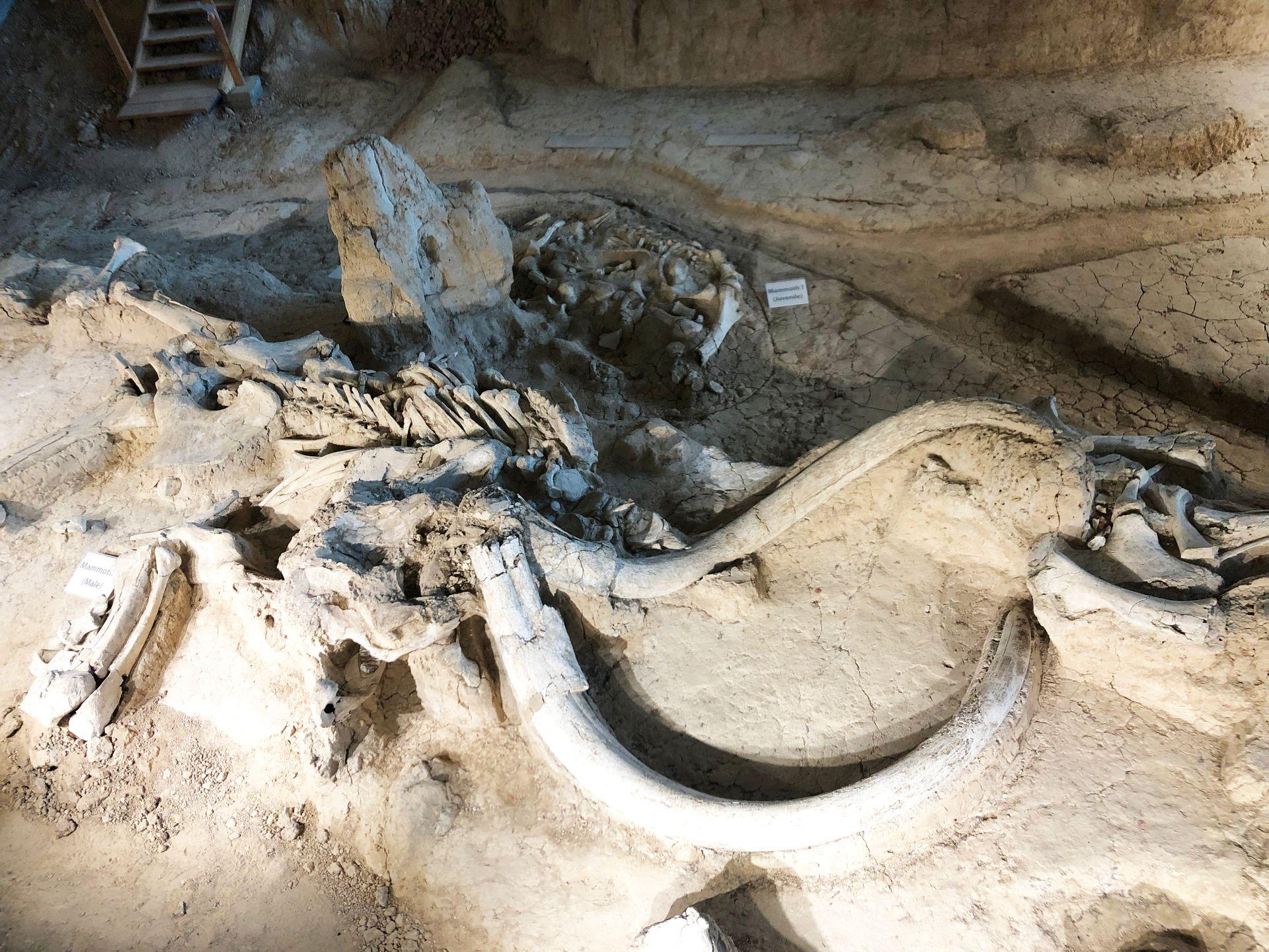 The bones of a former mammoth at the Mammoth National Monument.