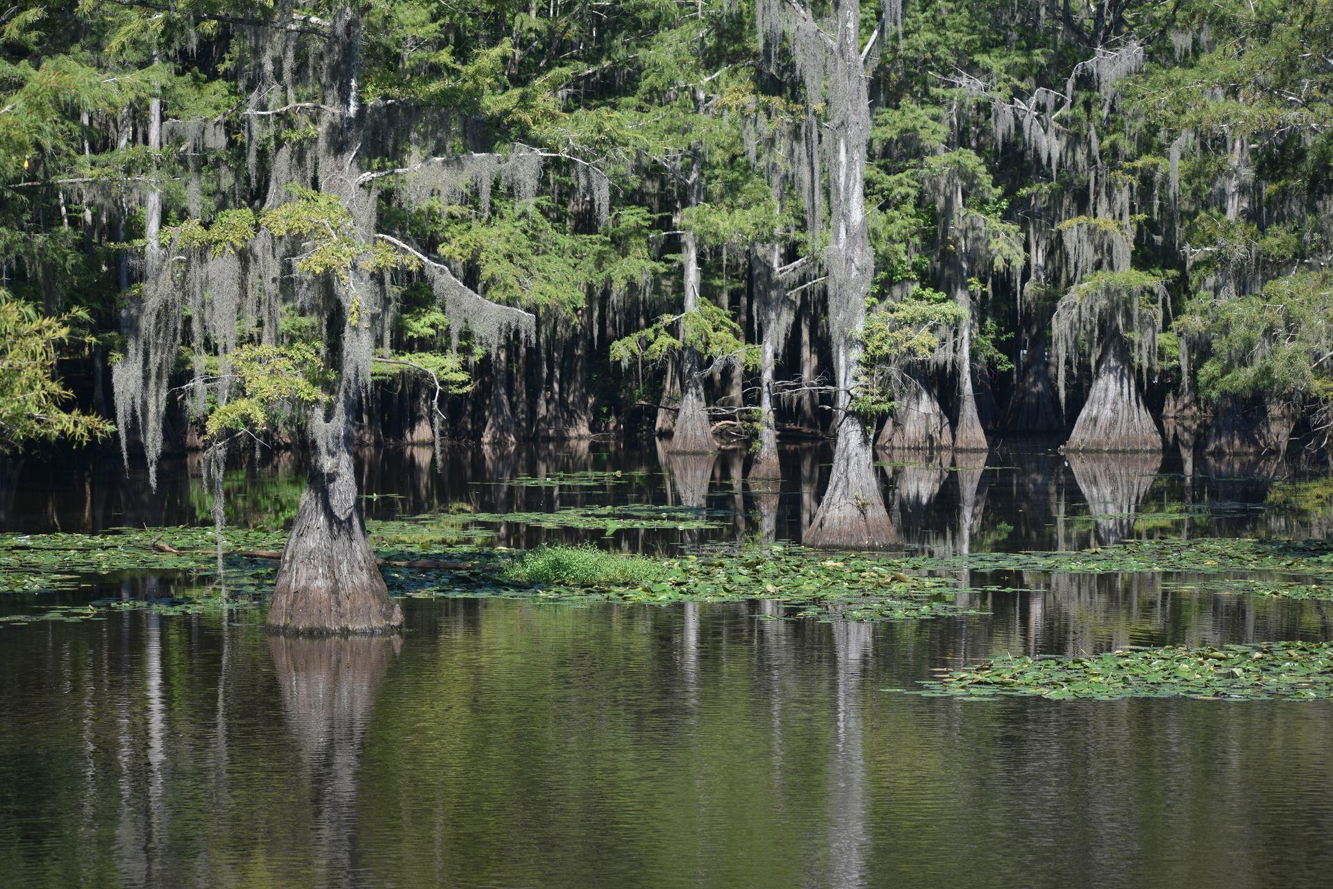 A lake with lily pads and giant cypress trees. The trees are reflecting down in the water.