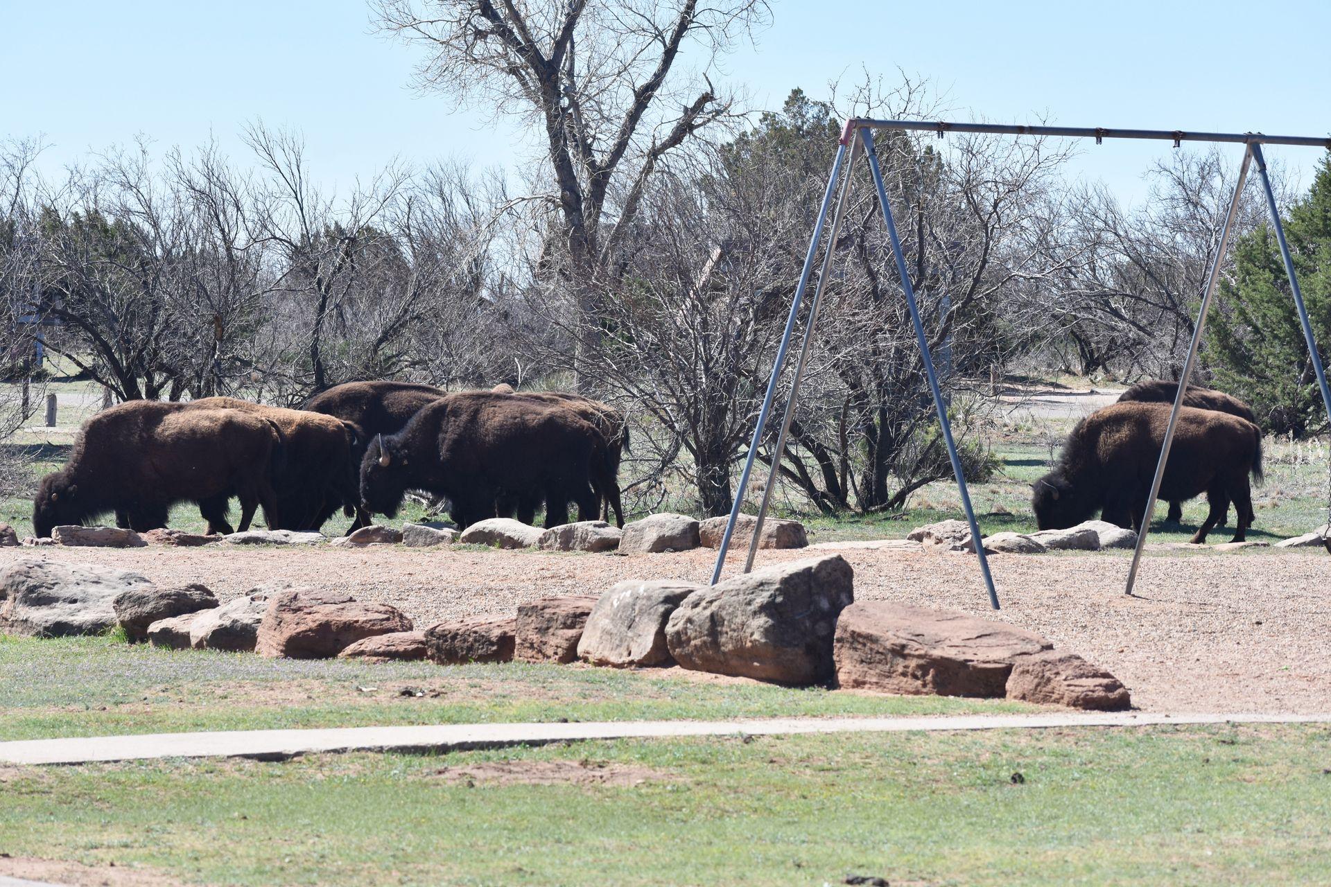 A group of about 6 bison grazing right next to the playground near a Caprock Canyon campground.