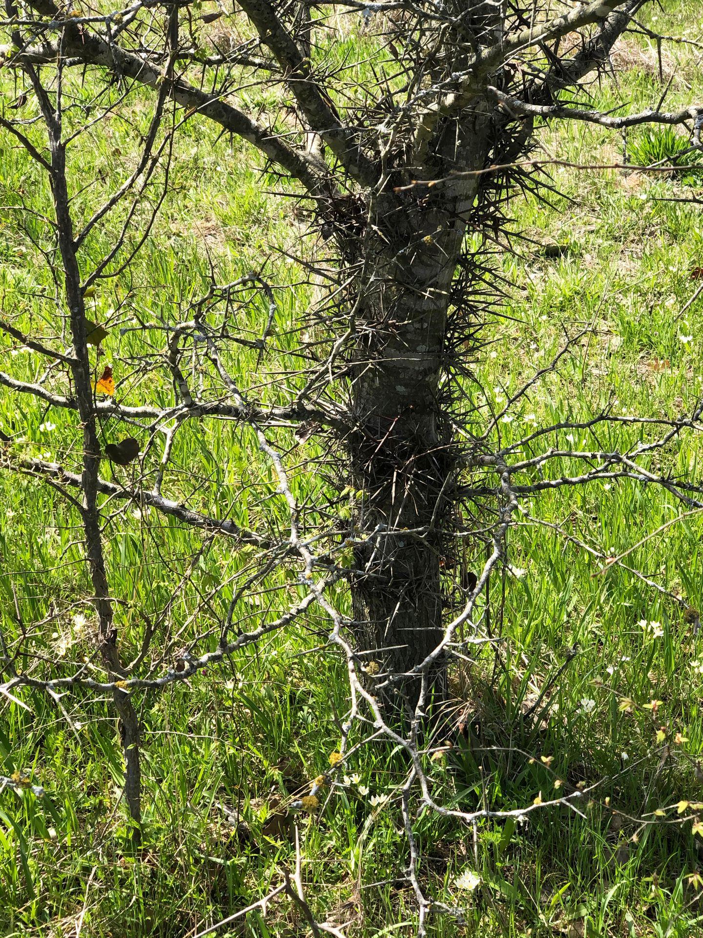 A tree covered with very spiky thorns.