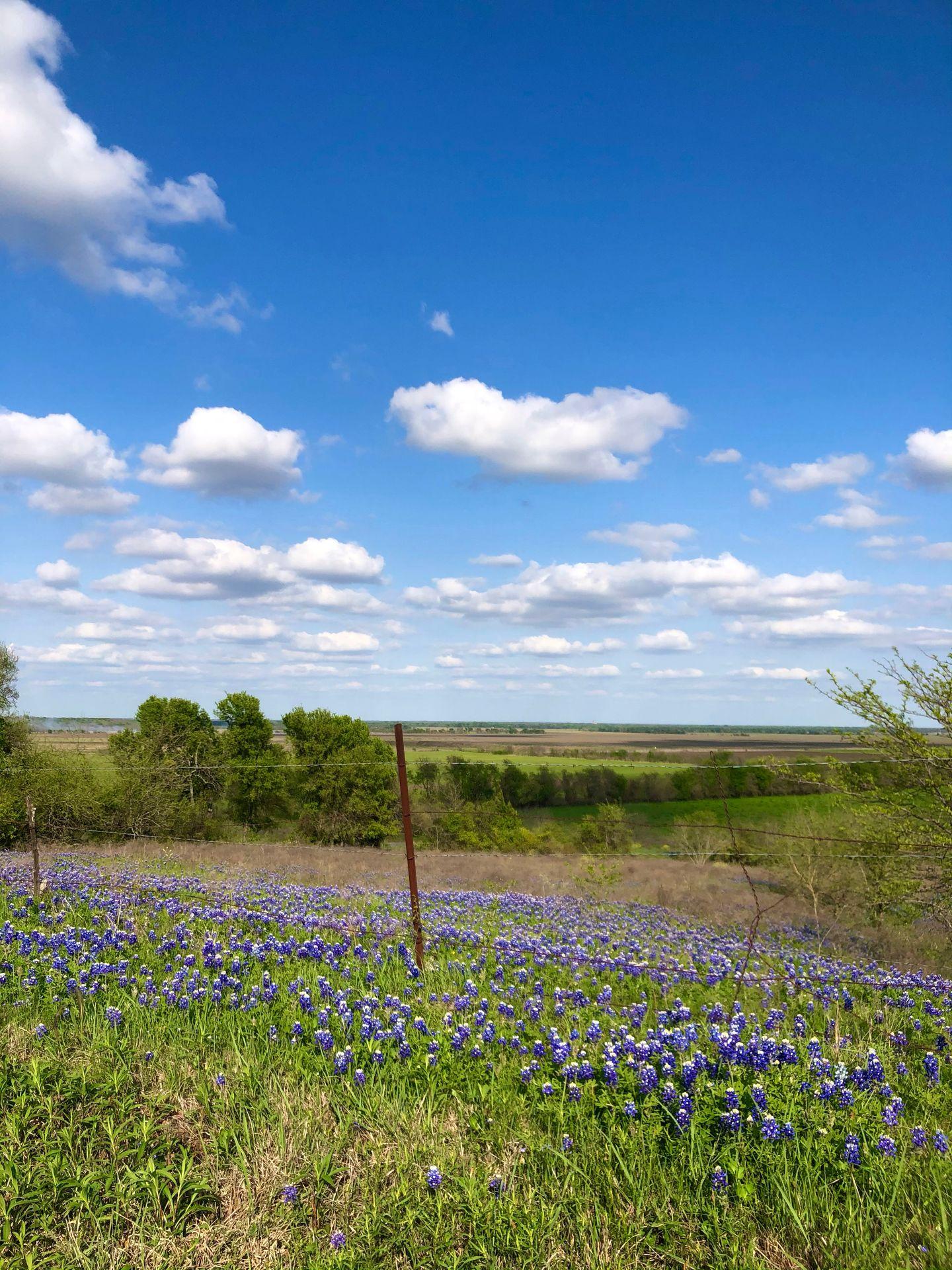A cluster of bluebonnets in a field with a fence going through them. There are countryside views in the distance.