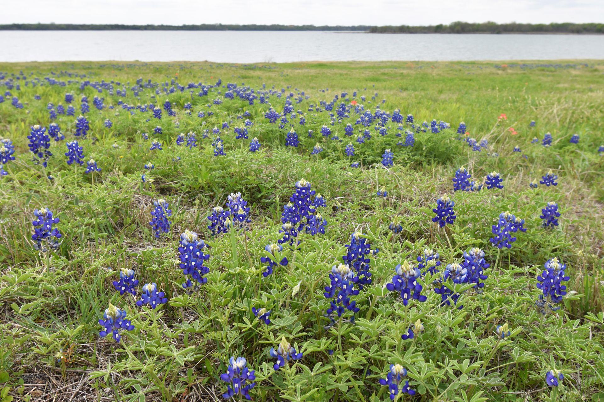 A view of a field of bluebonnets with water in the distance.