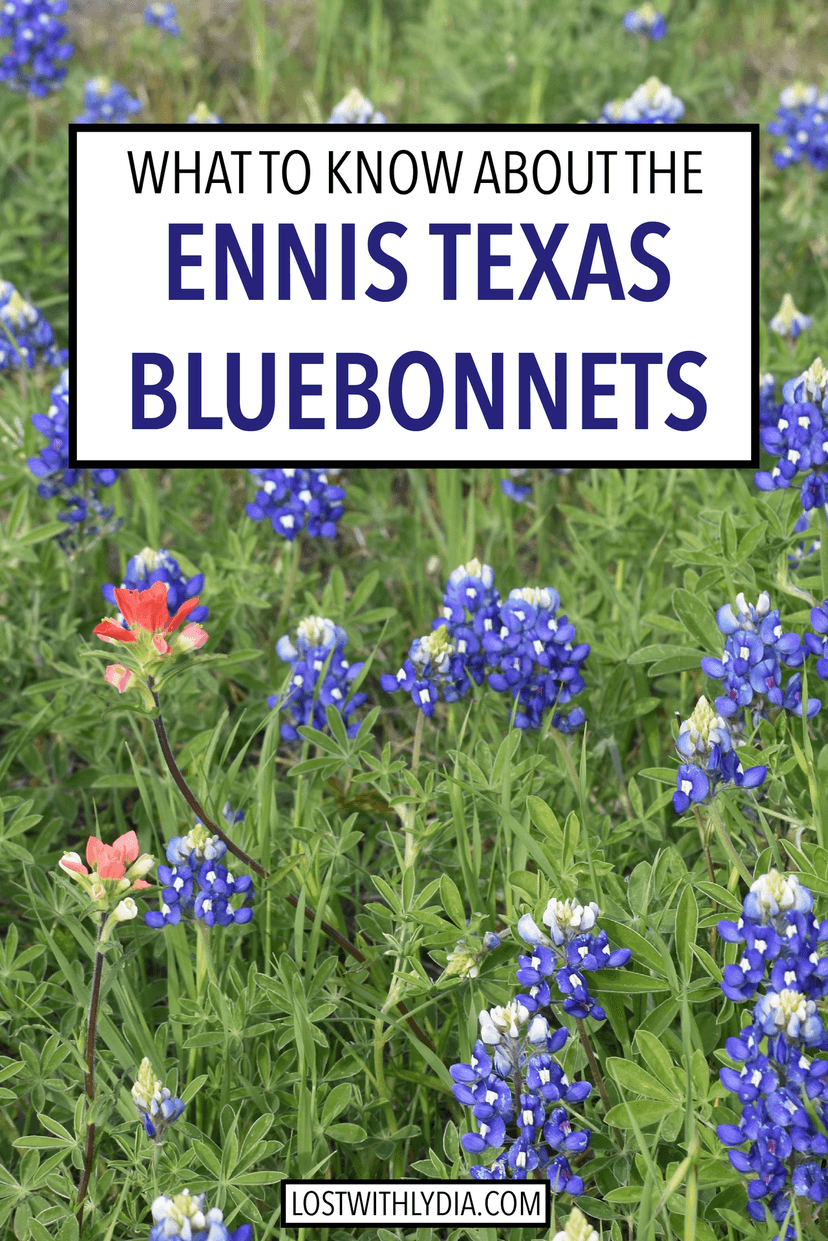 Everything you need to know for visiting the Ennis Bluebonnet trail in Texas! Plan a trip to Ennis next April for the some of the best bluebonnets in Texas.