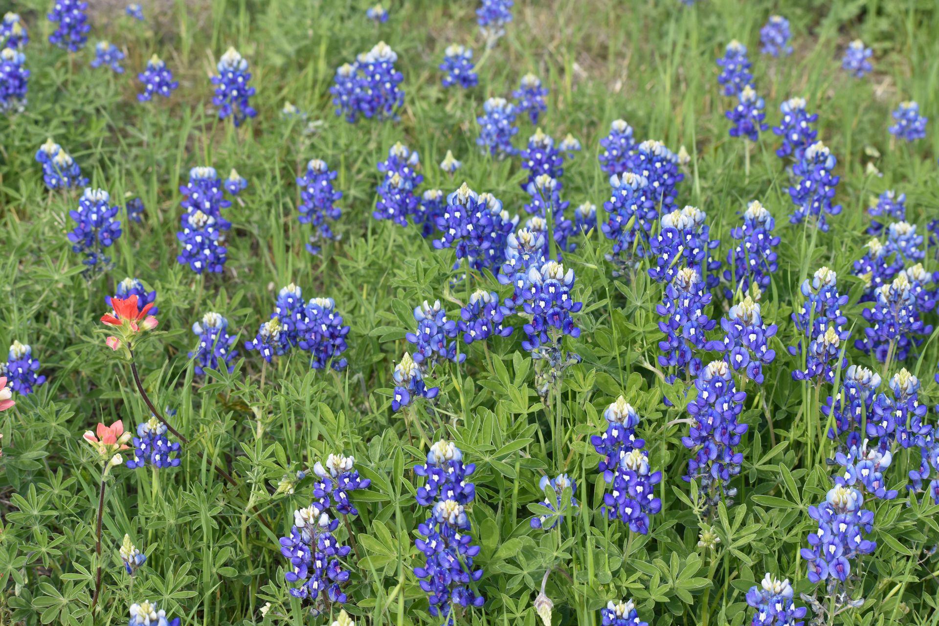 A close up photo of a view of bluebonnet flowers. There are a couple of red flowers in the corner.